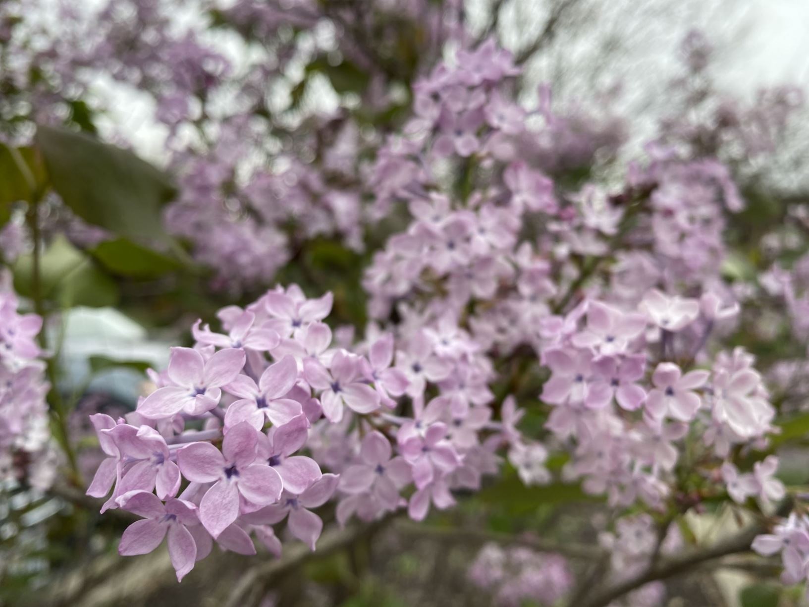 Syringa oblata subsp. dilatata - lilac