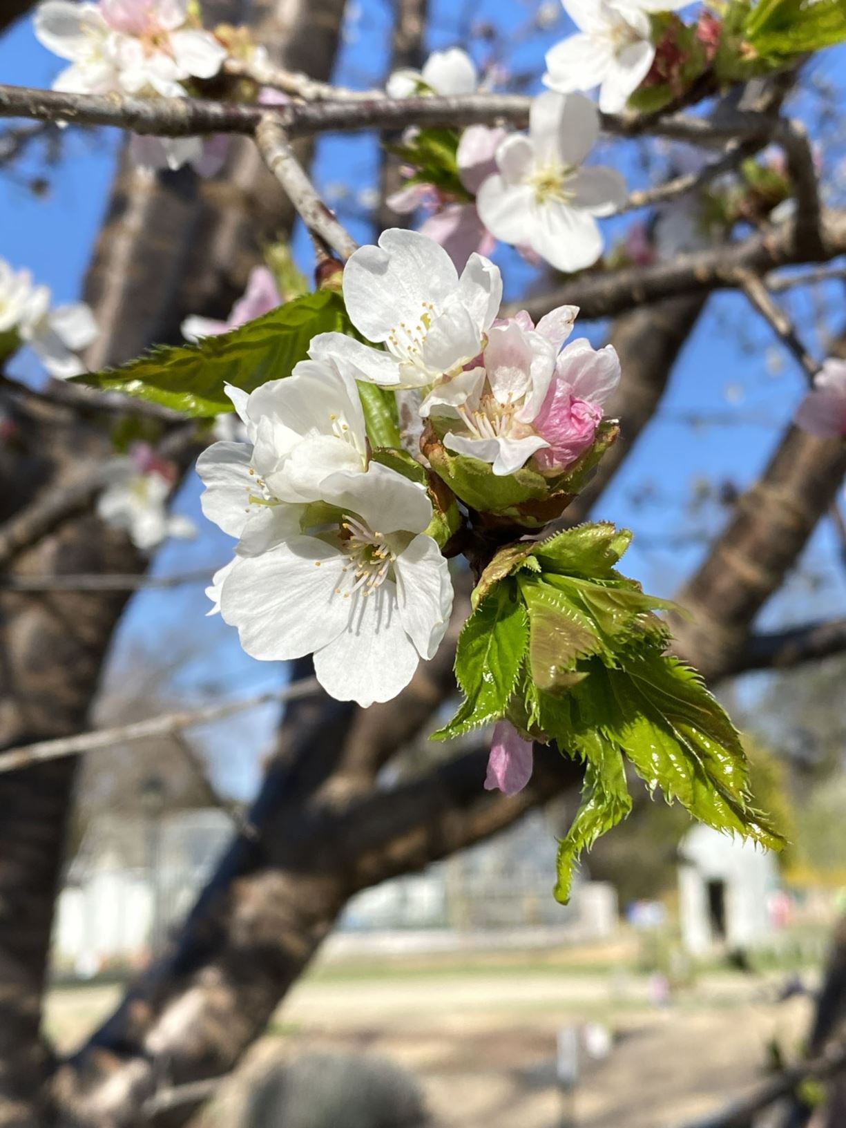 Prunus takesimensis - Ullung-do cherry, Takeshima flowering cherry