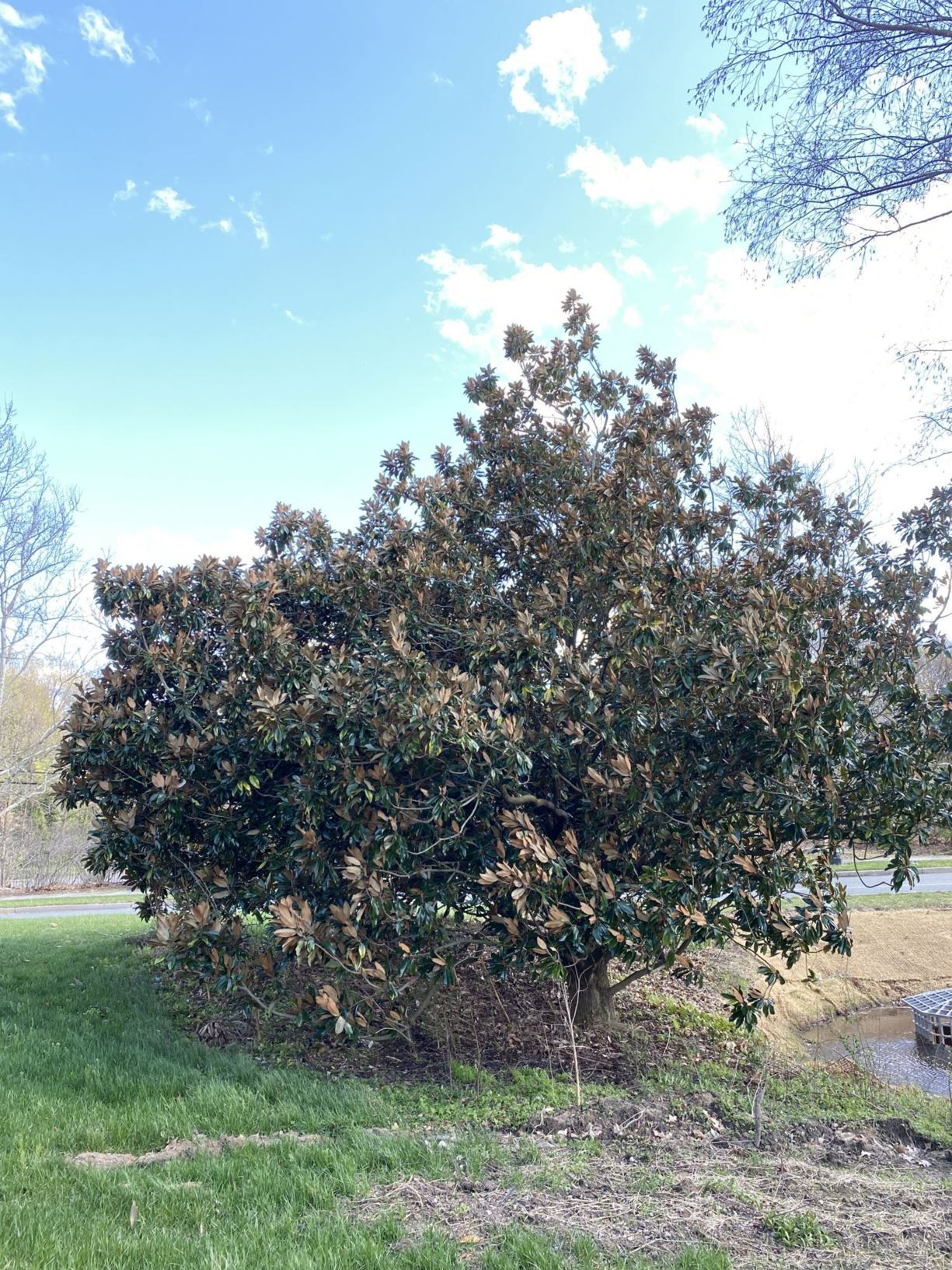 Magnolia grandiflora 'Margaret Davis' - southern magnolia