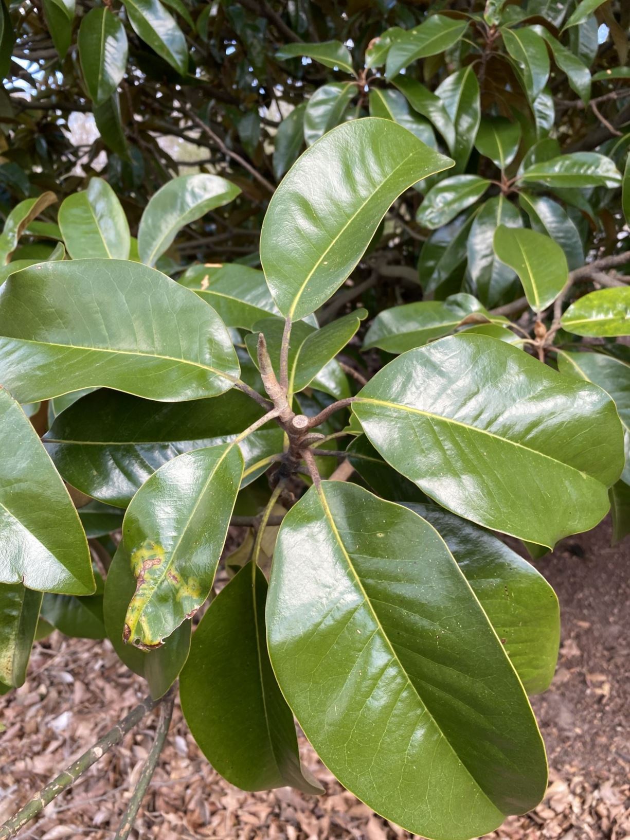 Magnolia grandiflora 'Smith Fogle' - southern magnolia
