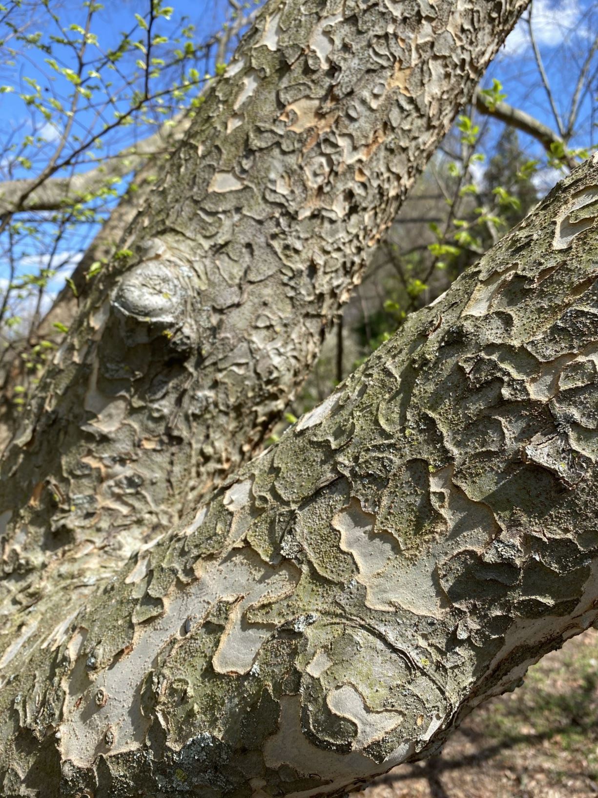 Ulmus parvifolia - Chinese elm, lacebark elm