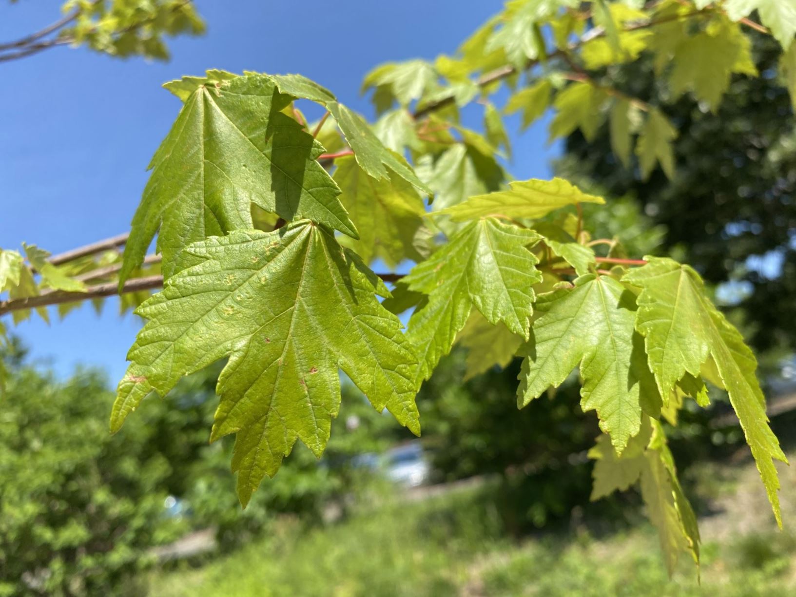 Acer rubrum 'Sun Valley' - red maple
