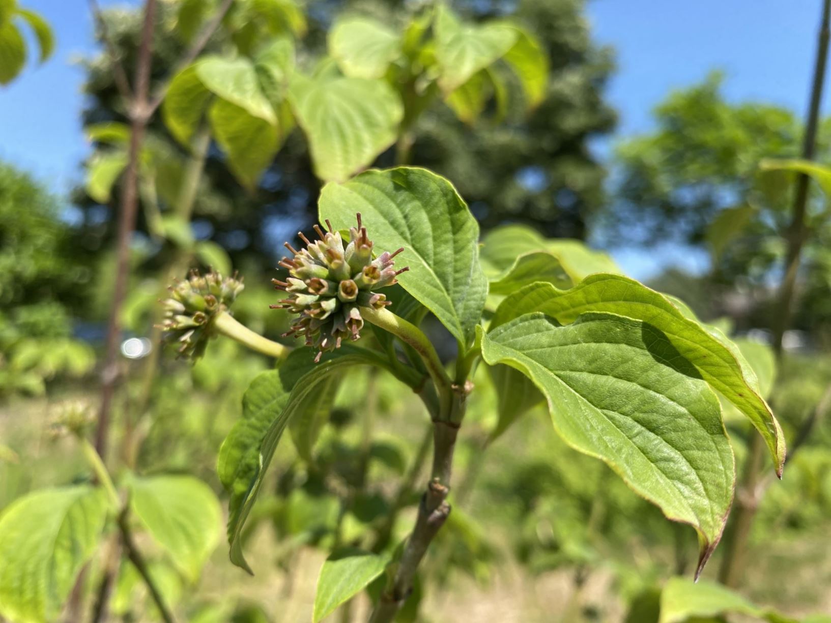 Cornus florida 'Appalachian Spring' - eastern flowering dogwood