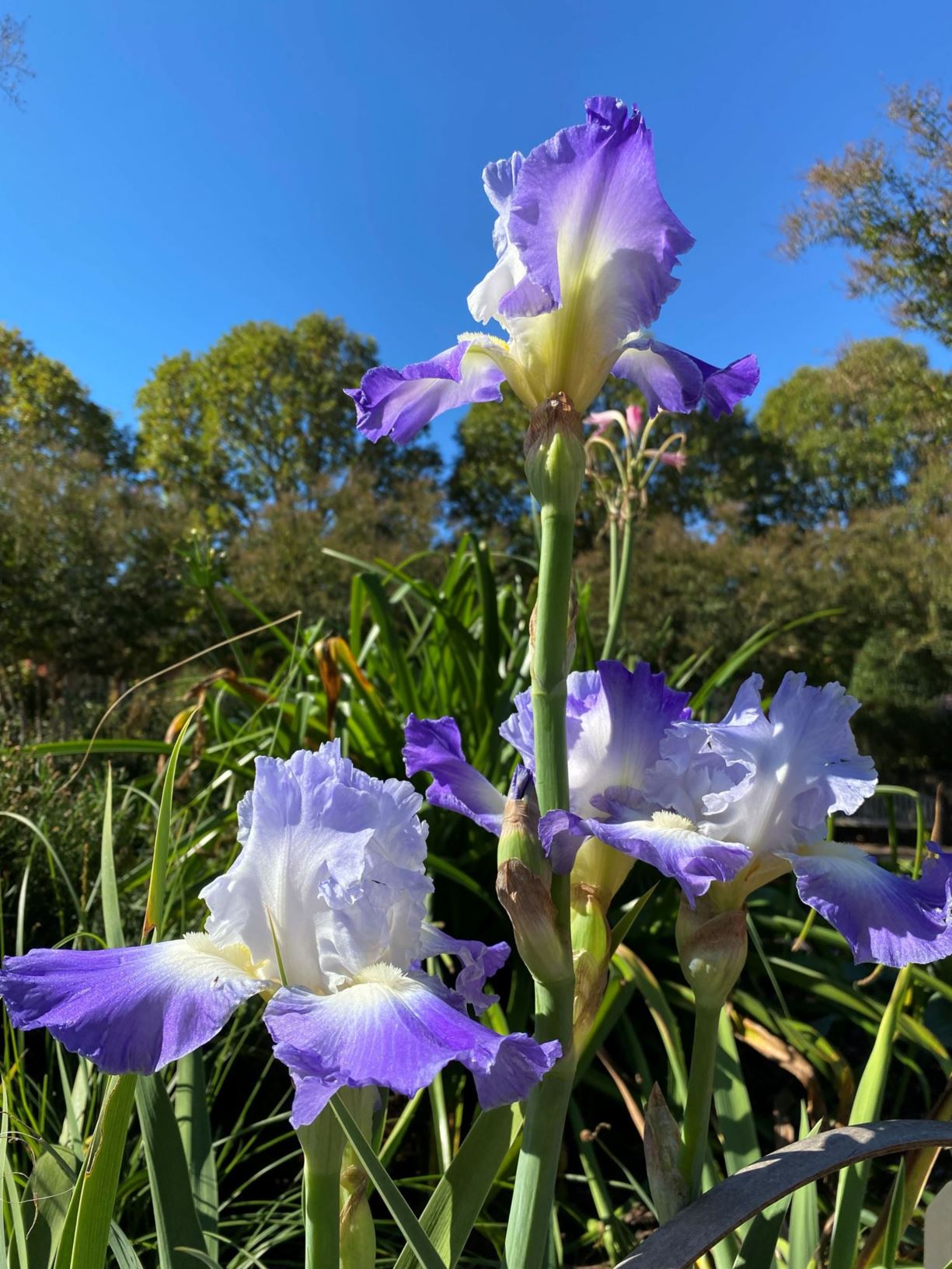 Iris 'Clarence' - tall bearded iris