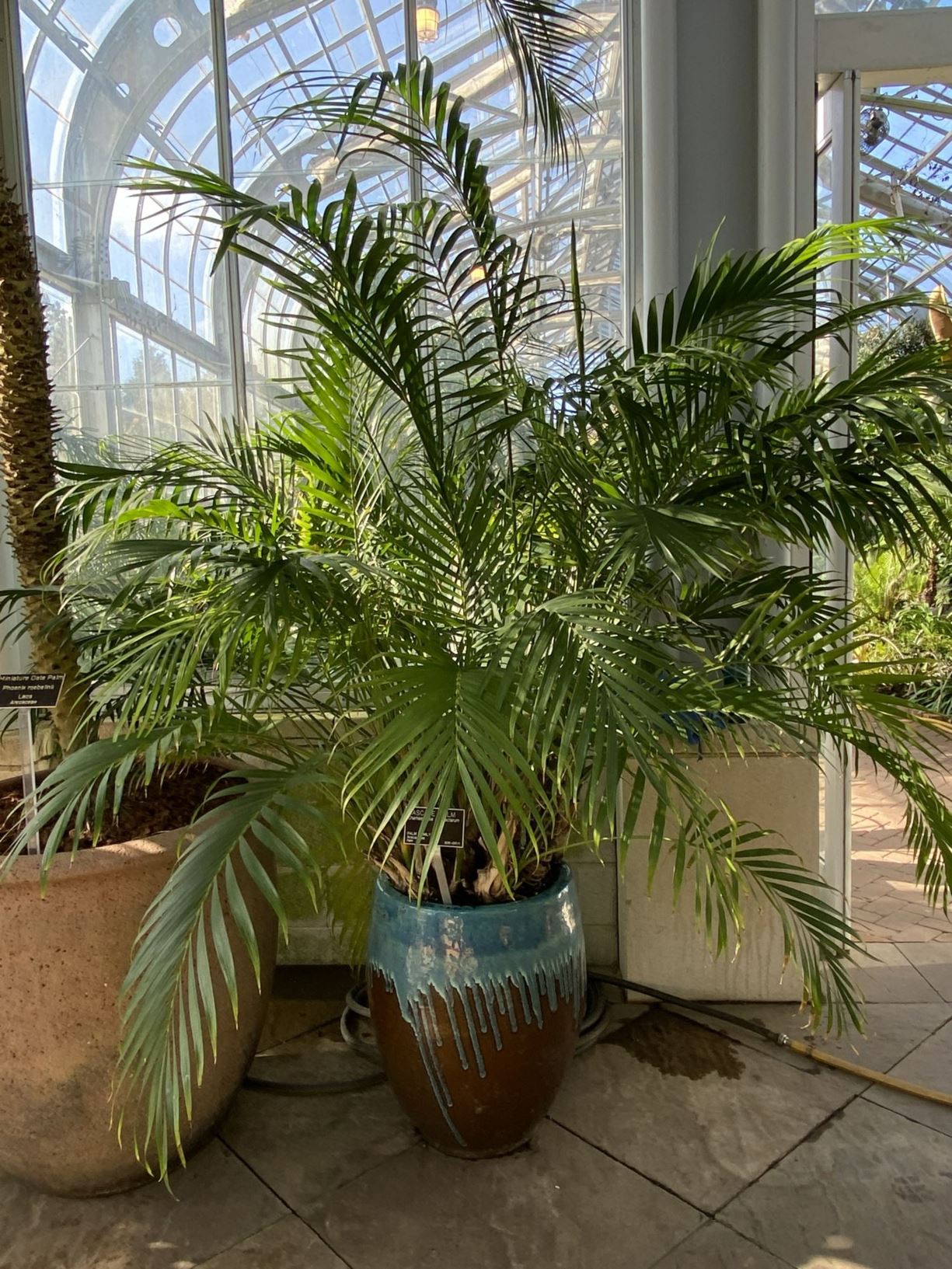 Chamaedorea cataractarum - cascade palm