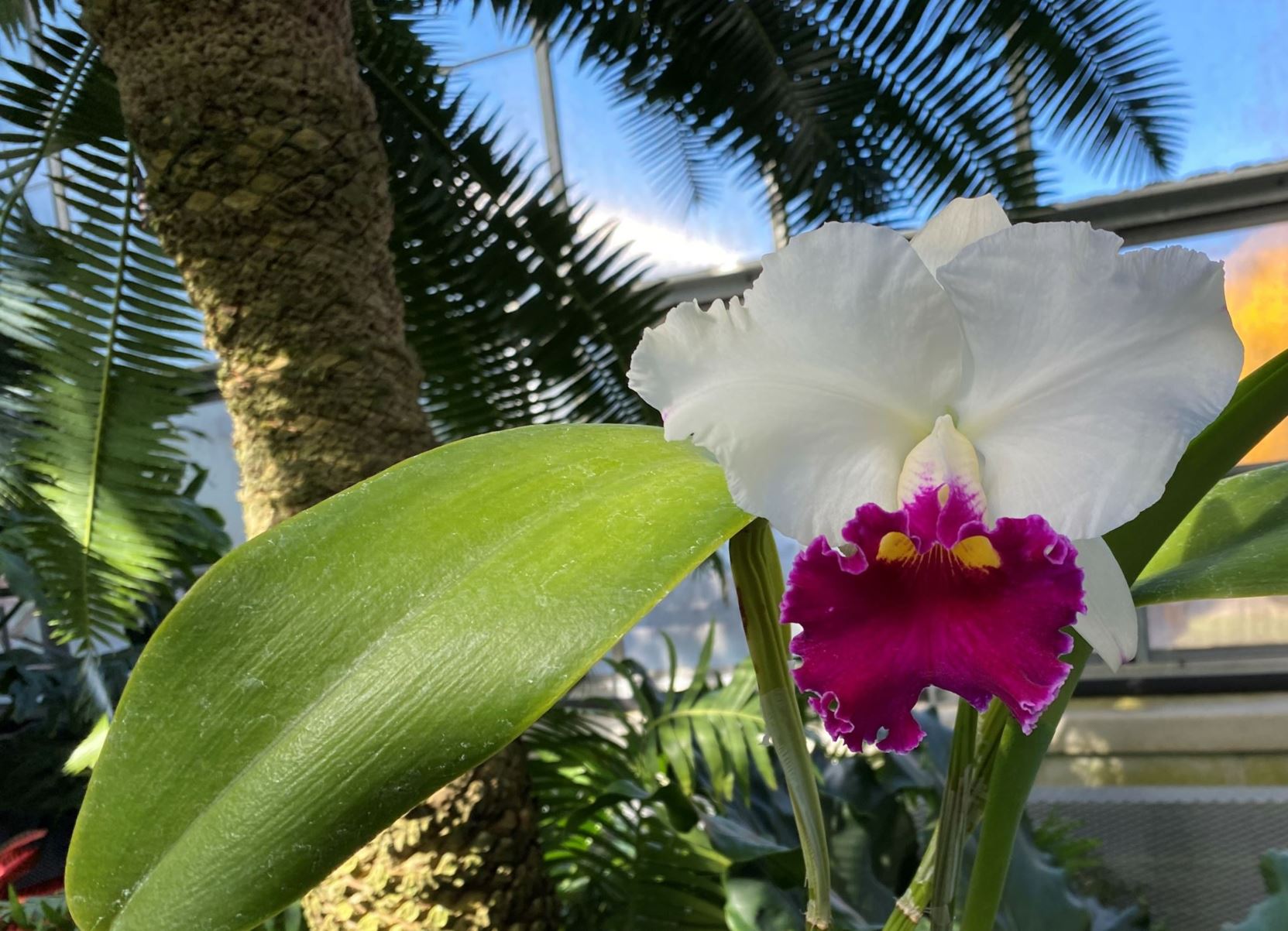 Cattleya Chyong Guu Swan 'Ruby Lip' - corsage orchid