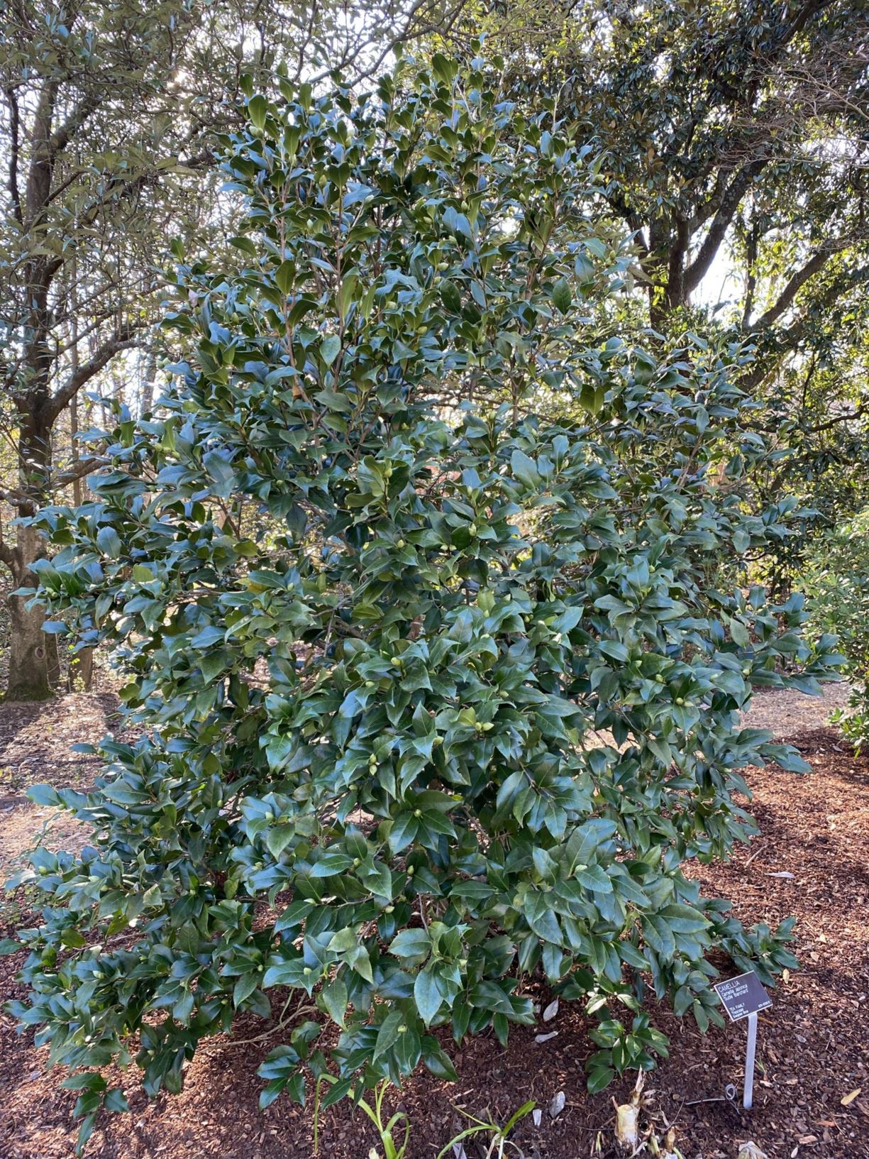 Camellia japonica 'Sudie Blanchard' - camellia