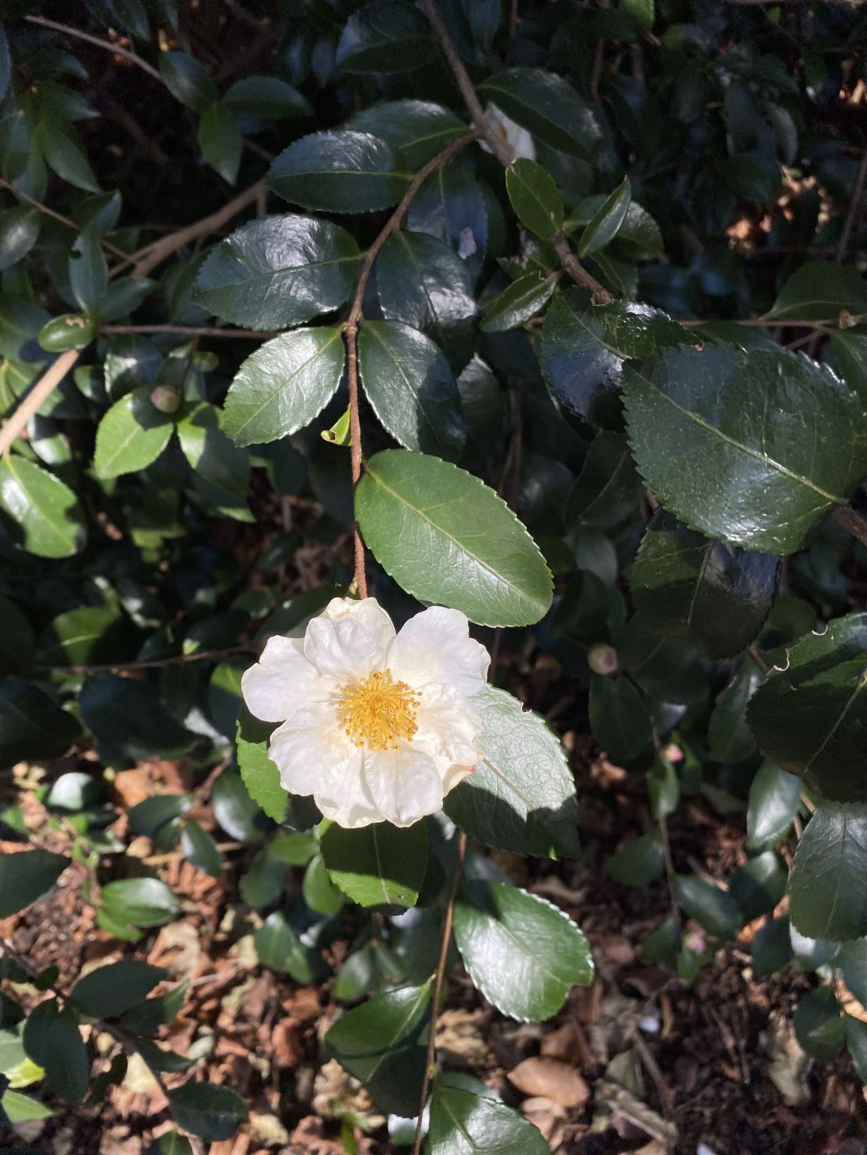 Camellia sasanqua 'Winter's Snowman' - camellia