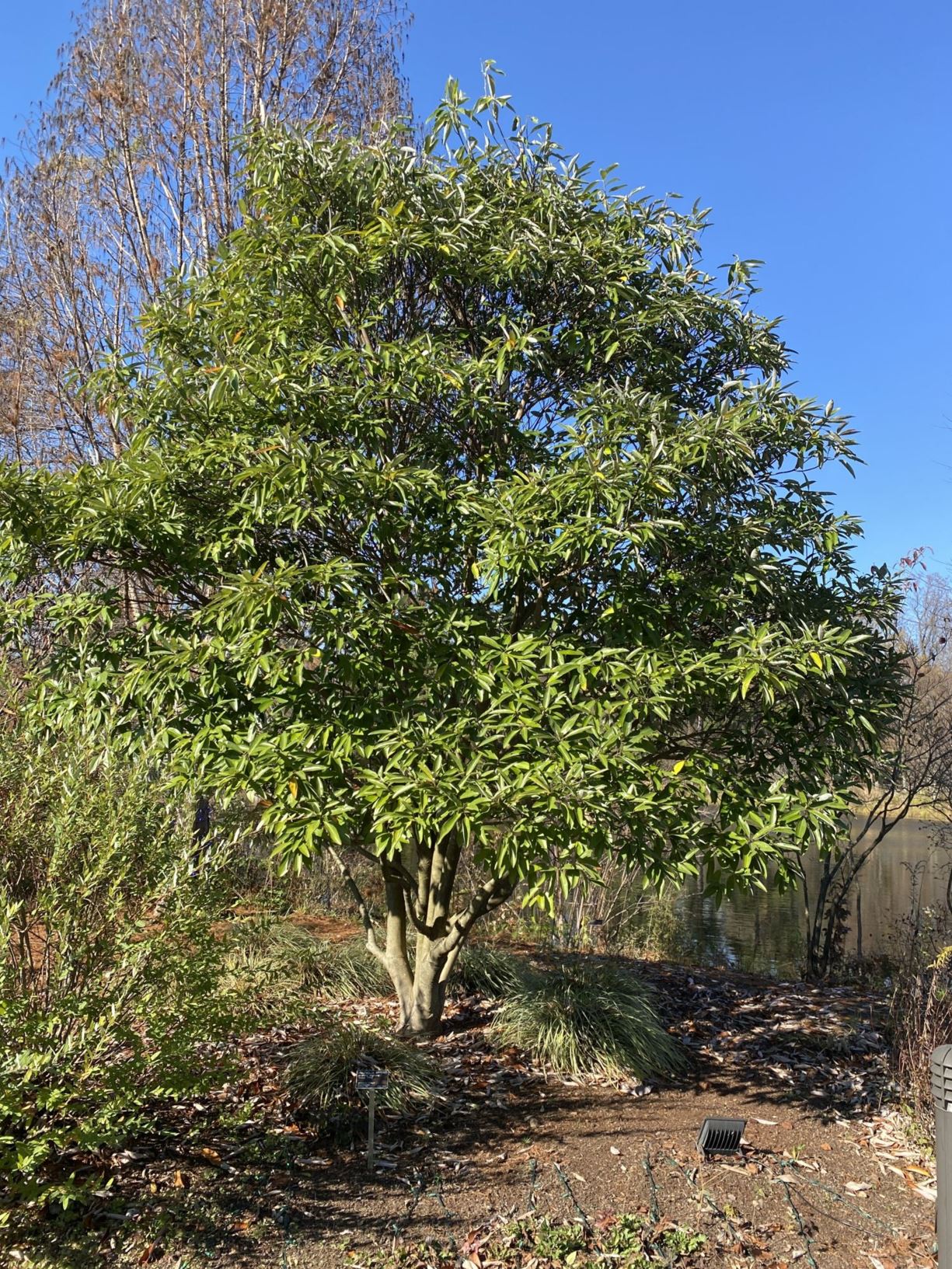 Magnolia virginiana 'Perry Paige' Sweet Thing® - sweet bay magnolia