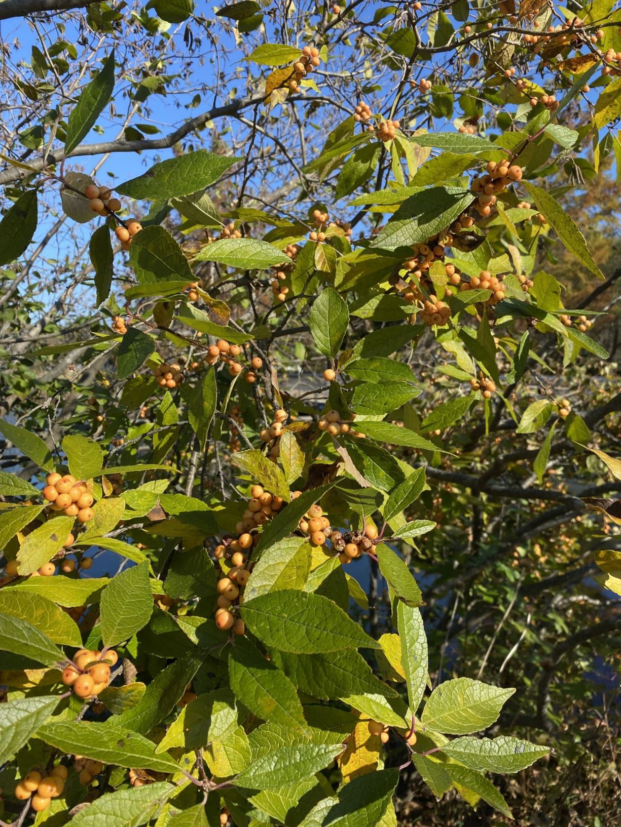 Ilex verticillata 'Winter Gold' - winterberry holly