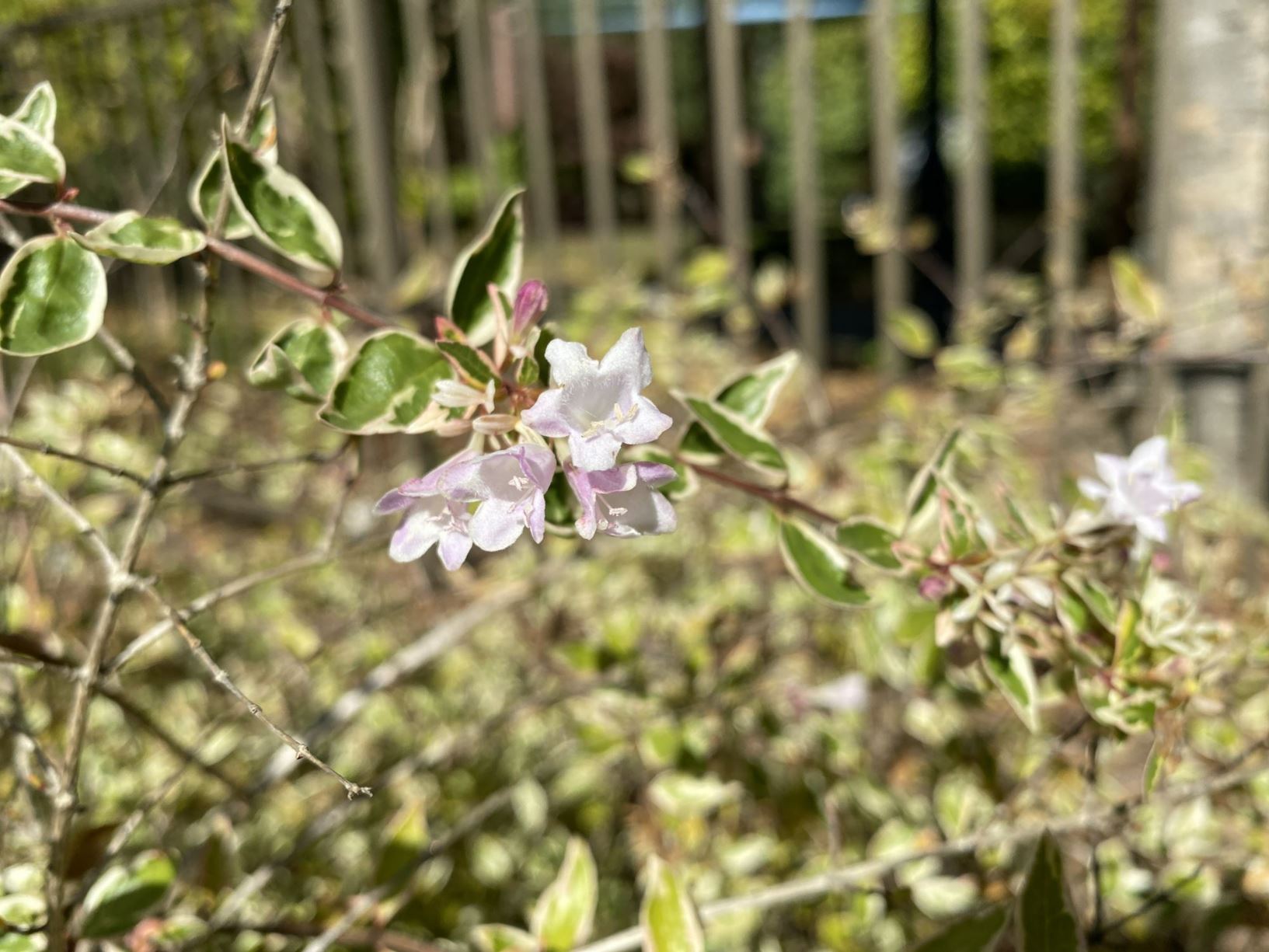 Abelia × grandiflora 'Hopleys' Miss Lemon™ - glossy abelia