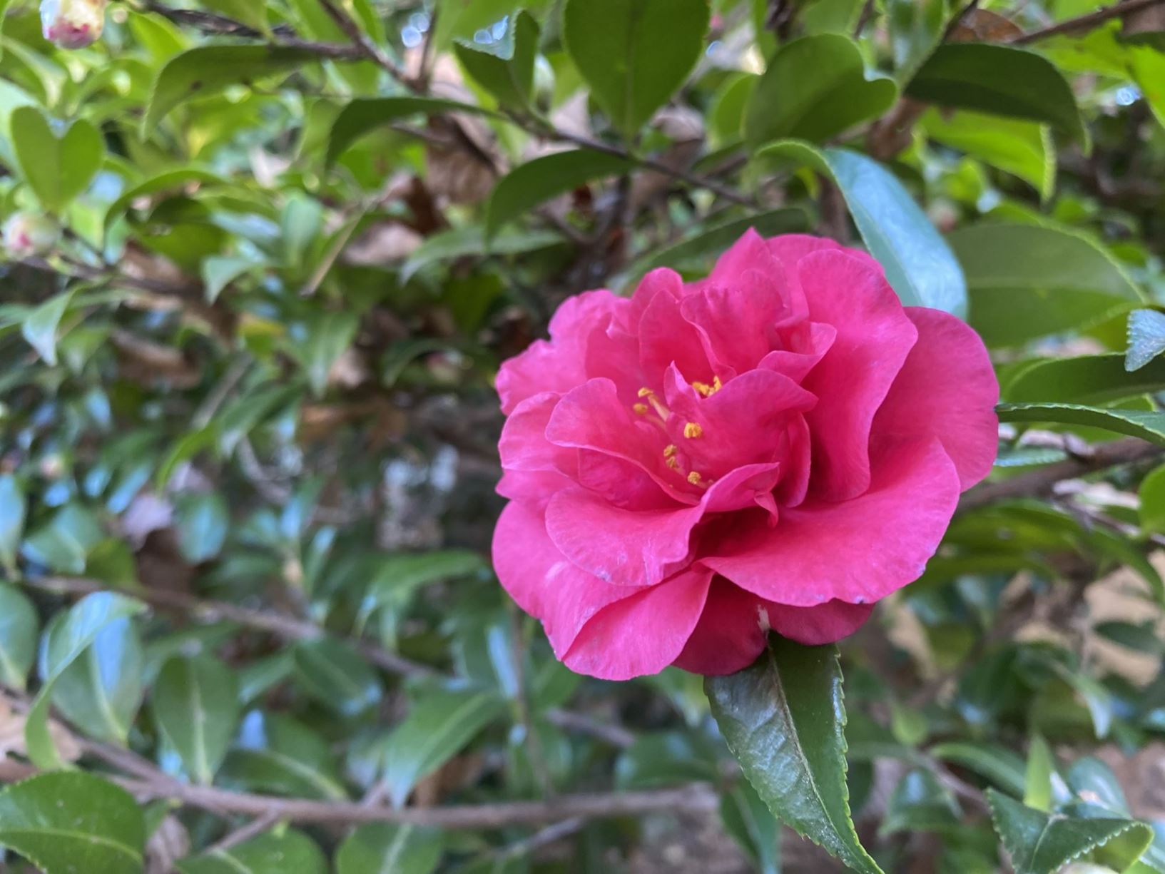 Camellia sasanqua 'TDN 1116' Bella Rouge™ - camellia