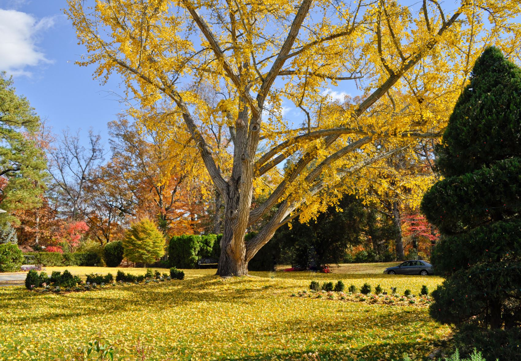 Ginkgo biloba - maidenhair tree | Lewis Ginter Botanical Garden ...