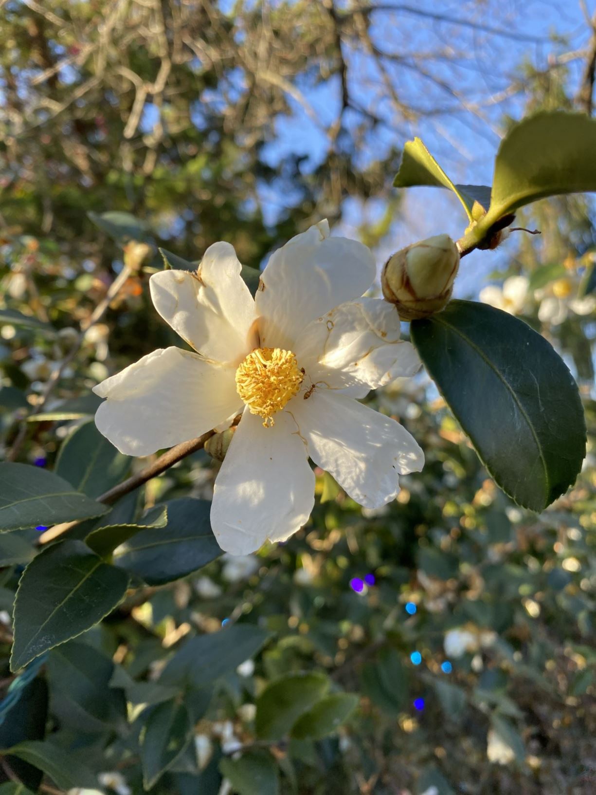 Camellia oleifera 'Lu Shan Snow' - camellia