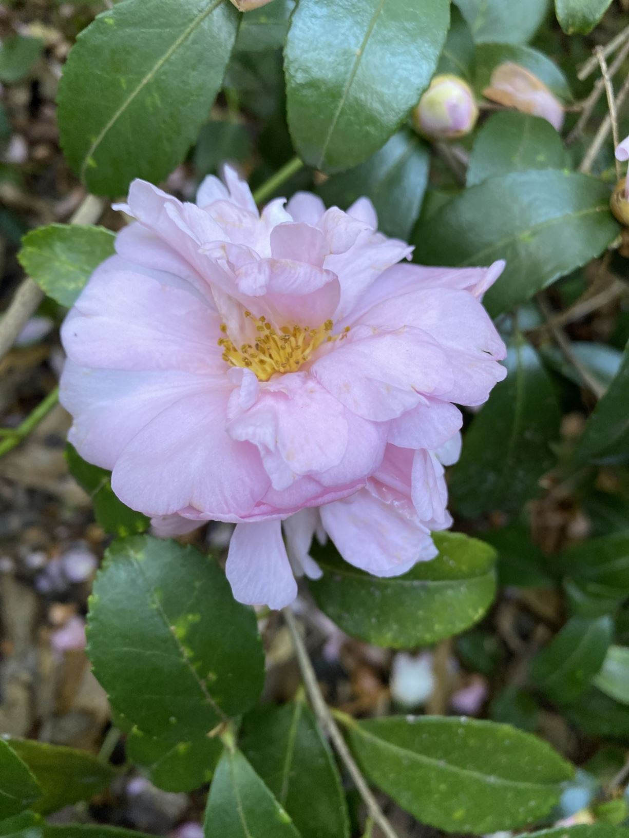 Camellia 'Winter's Charm' - camellia