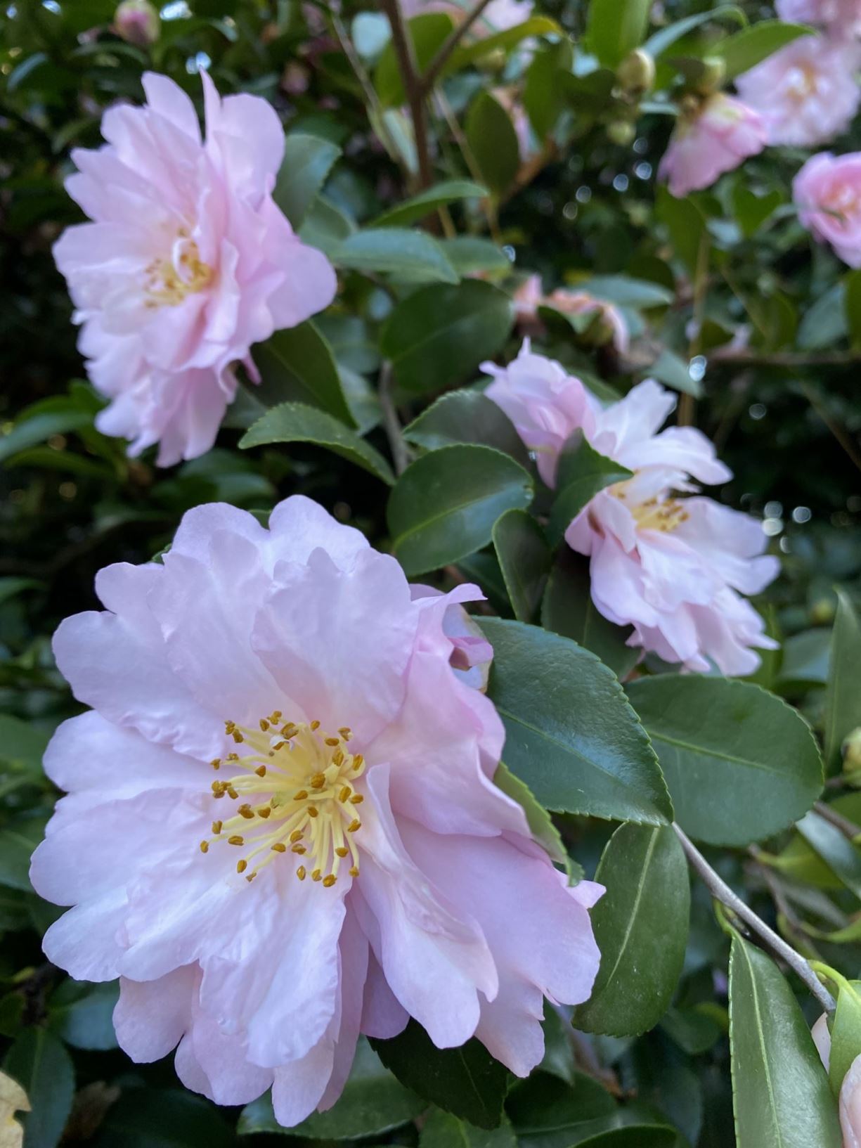 Camellia sasanqua 'Pink Snow' - camellia