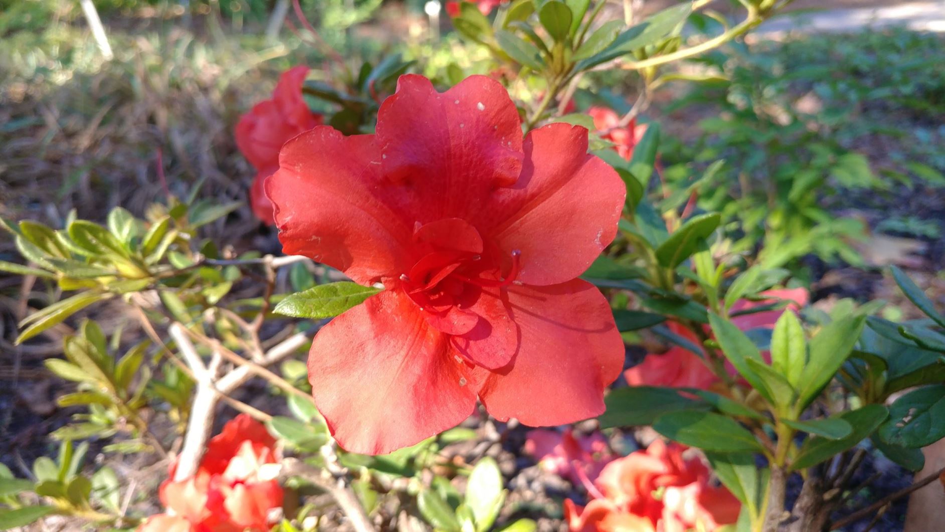 Rhododendron 'Conleb' Autumn Embers™ - evergreen azalea