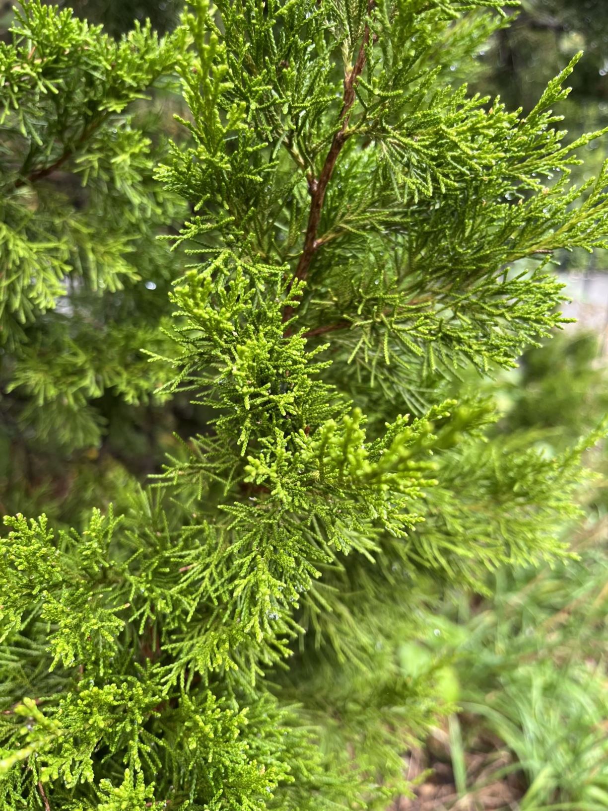 Juniperus virginiana 'Brodie' - eastern red cedar