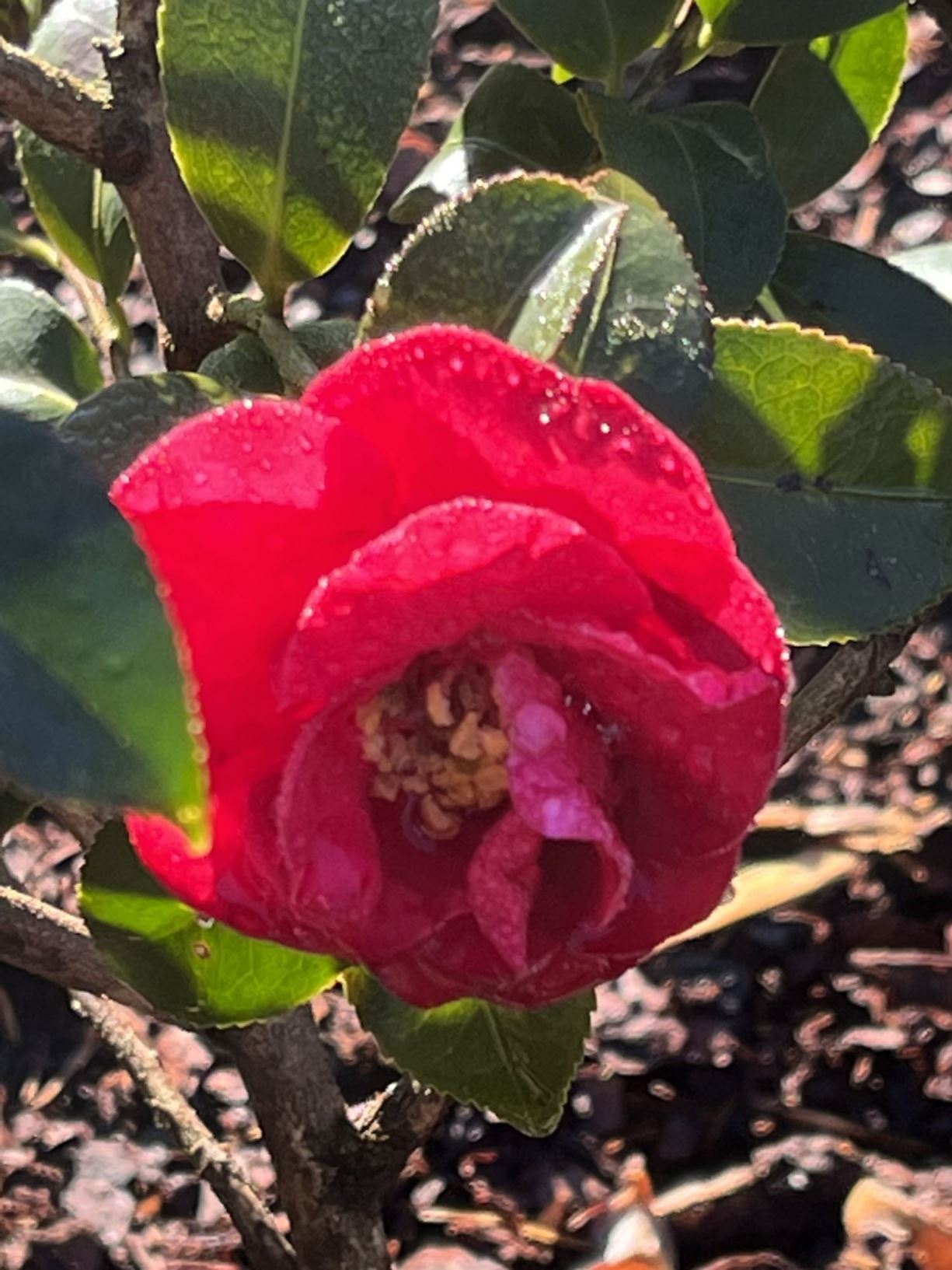 Camellia sasanqua 'Green 02-003' October Magic® Ruby™ - camellia
