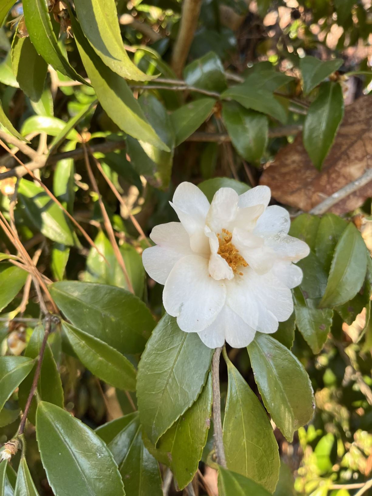 Camellia sasanqua 'Polar Ice' - camellia