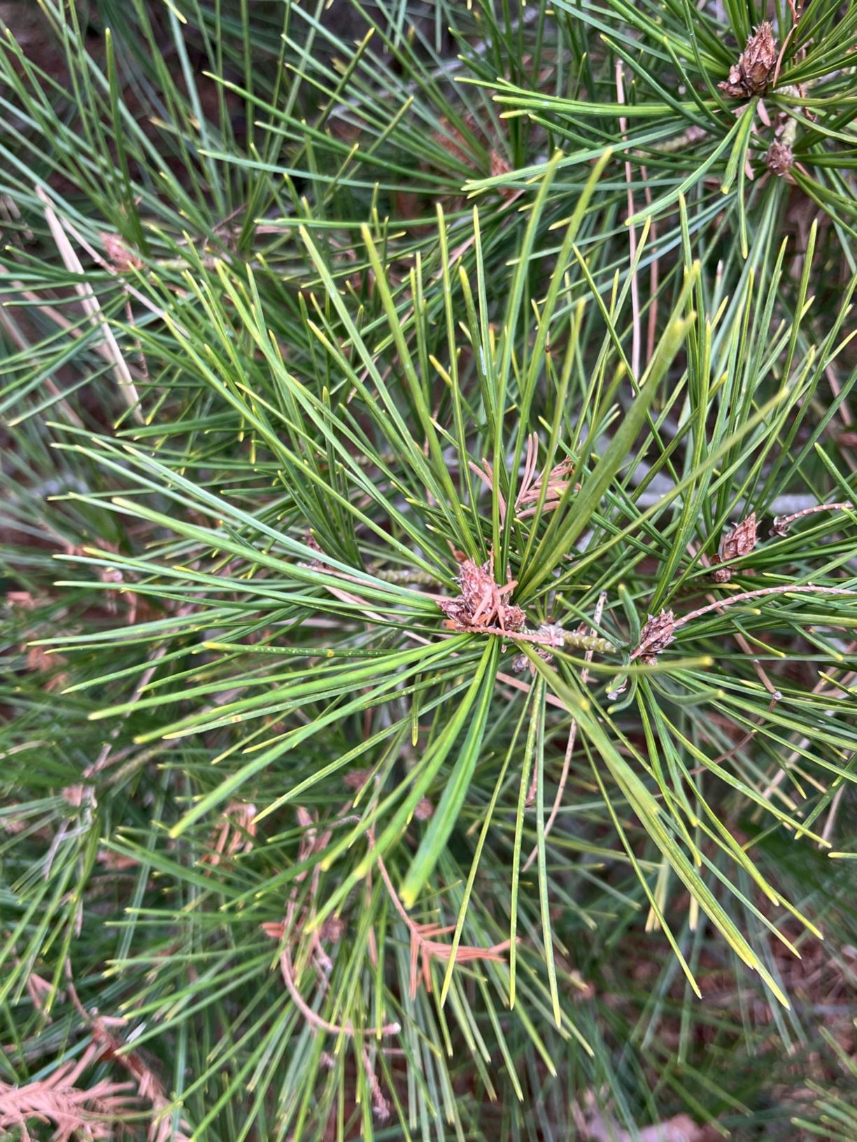Pinus bungeana 'Rowe Arboretum' - lacebark pine