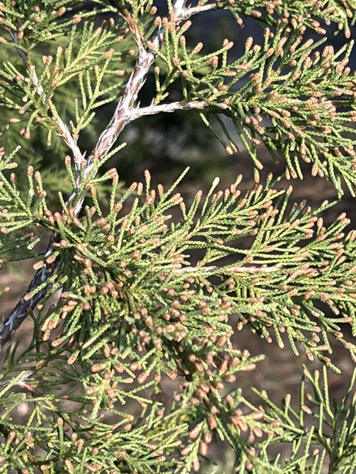 Juniperus virginiana - eastern red cedar