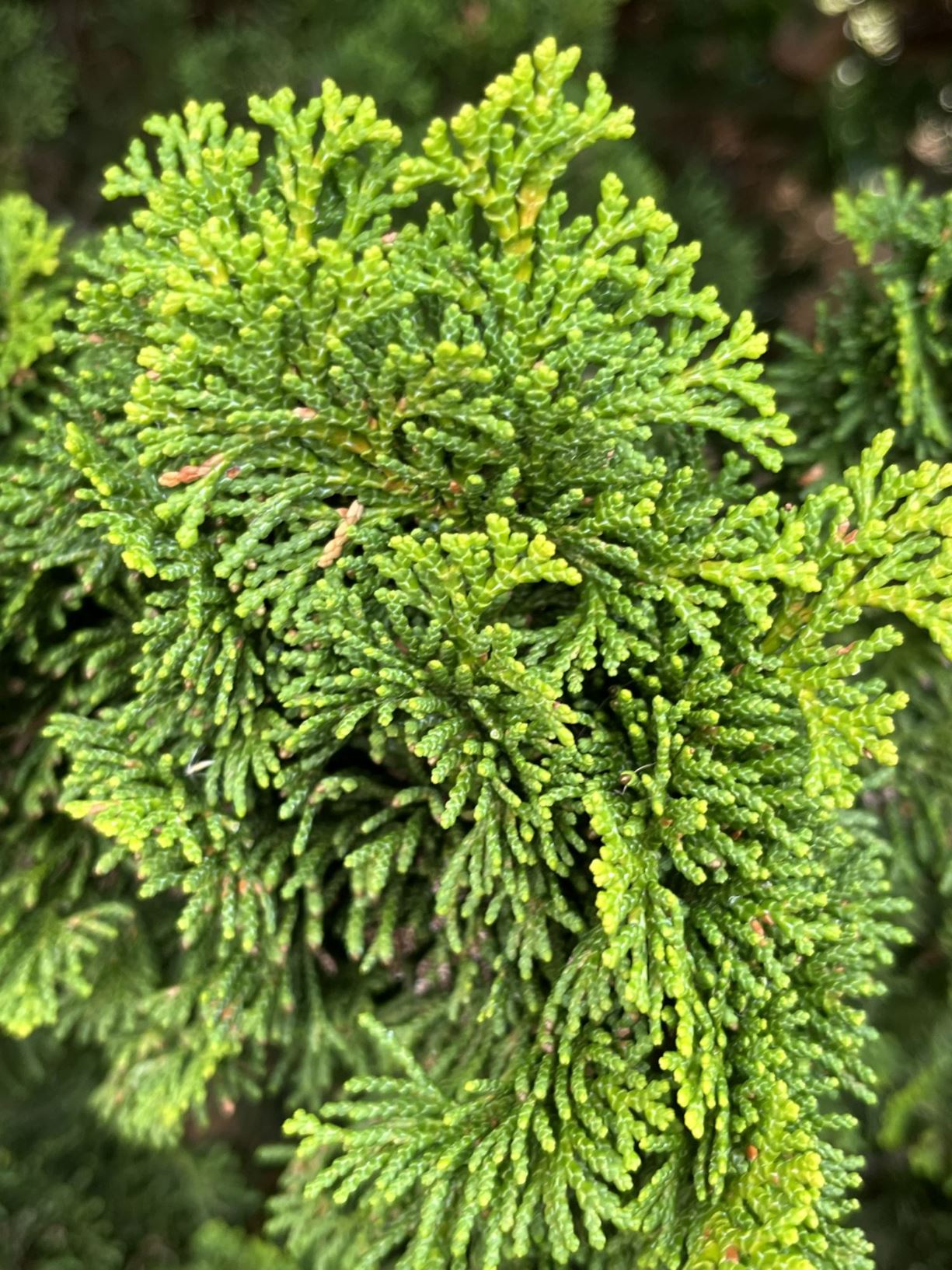 Chamaecyparis obtusa 'Nana' - hinoki cypress, dwarf hinoki cypress