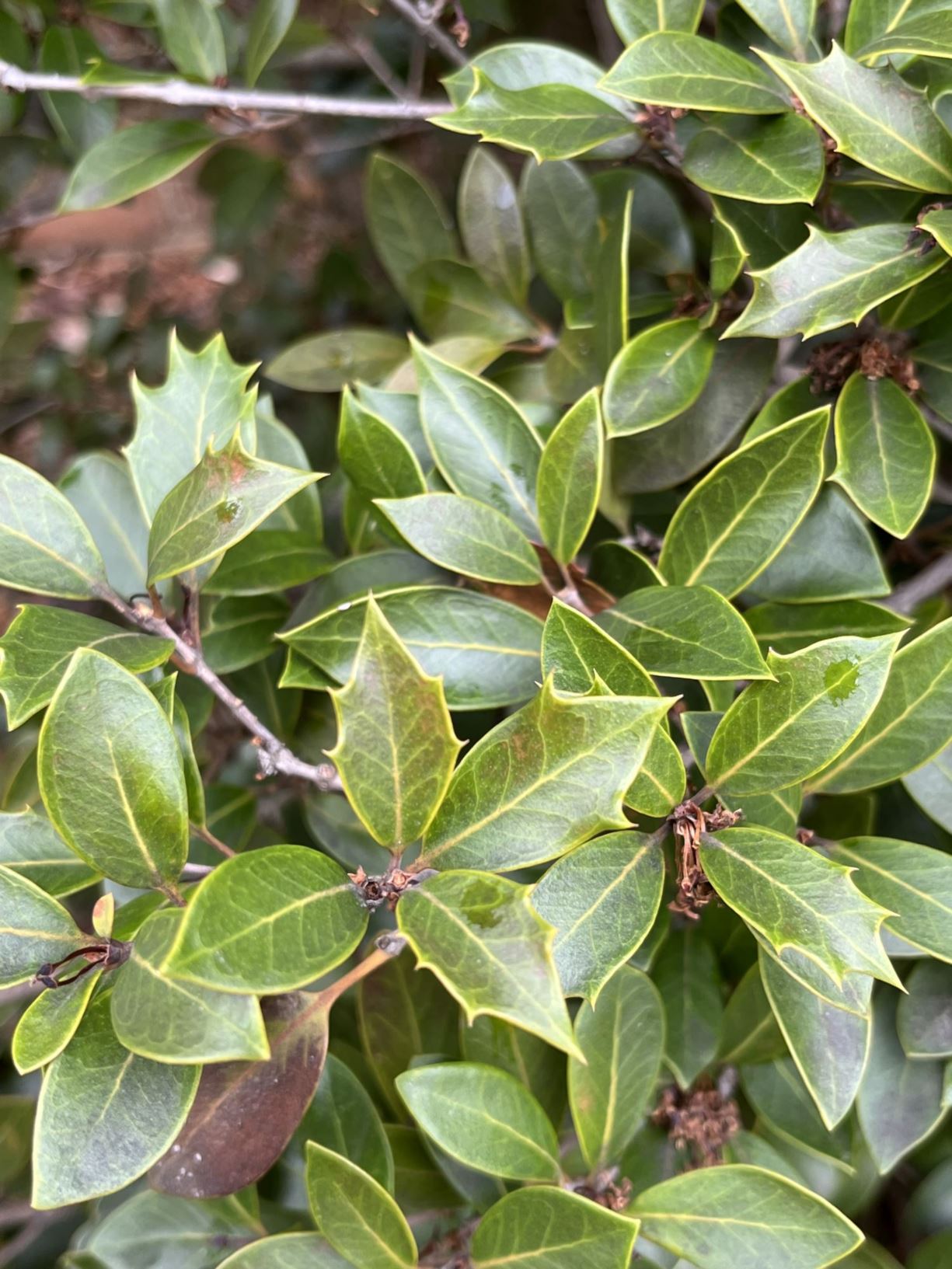 Osmanthus heterophyllus 'Purpureus' - holly olive
