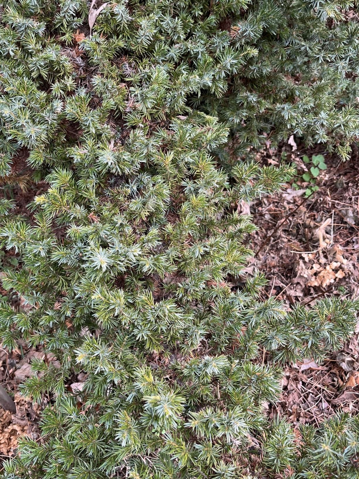 Juniperus rigida 'Hikari' - needle juniper