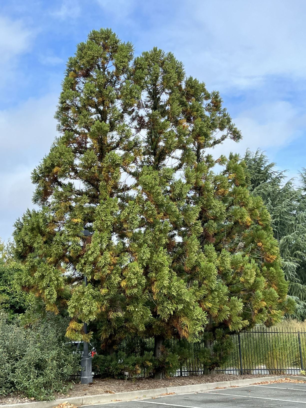 Cryptomeria japonica 'Kitayama' - Japanese cedar