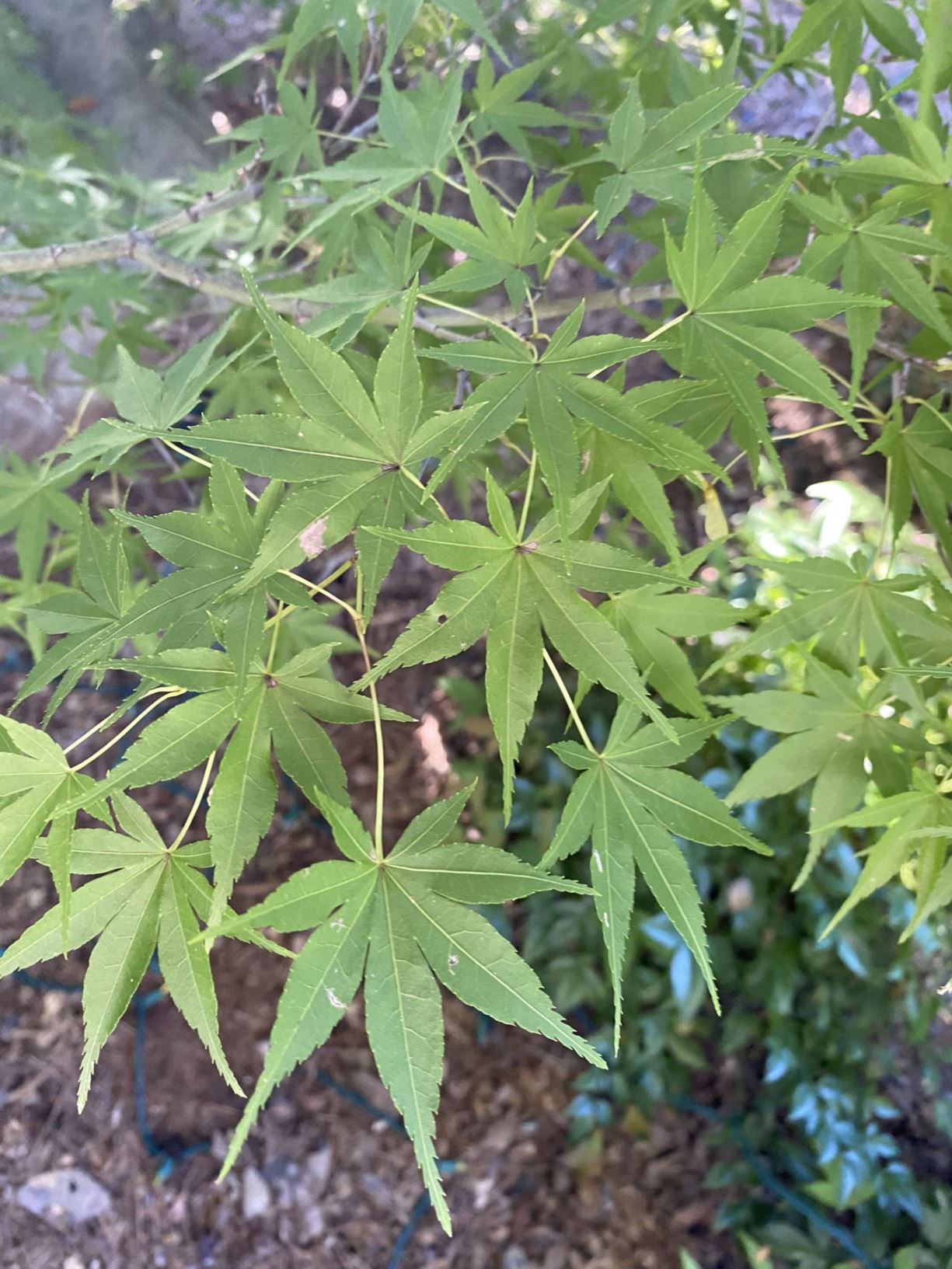 Acer palmatum 'Katsura' - Japanese maple