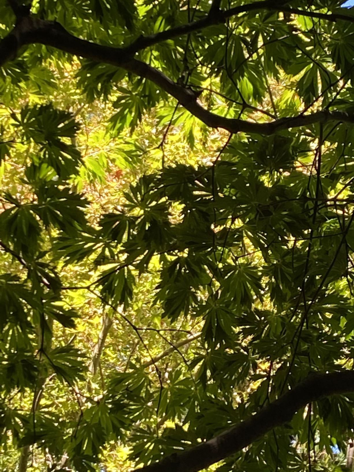 Acer japonicum 'Aconitifolium' - fullmoon maple