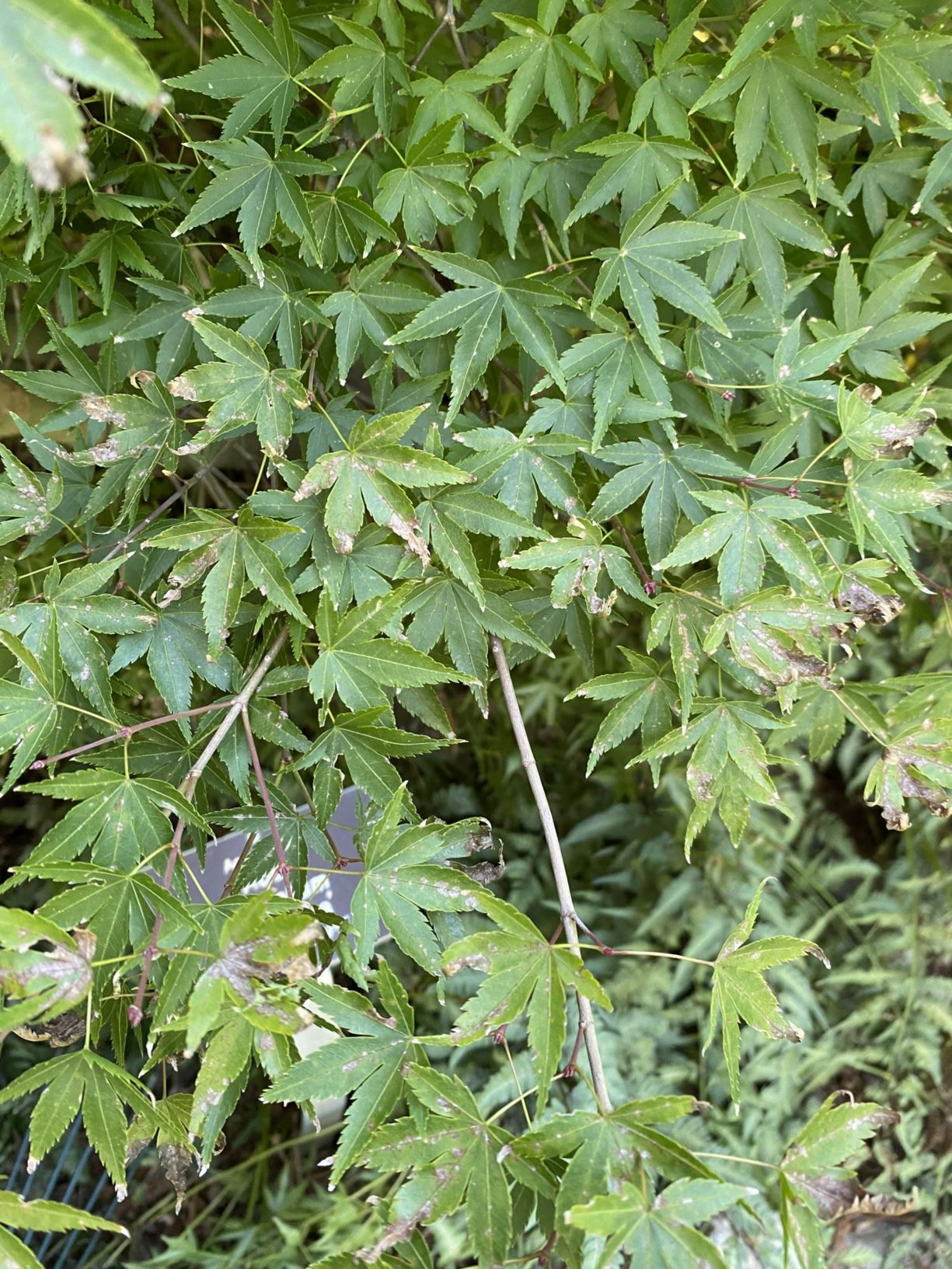 Acer palmatum 'Kashima' - Japanese maple