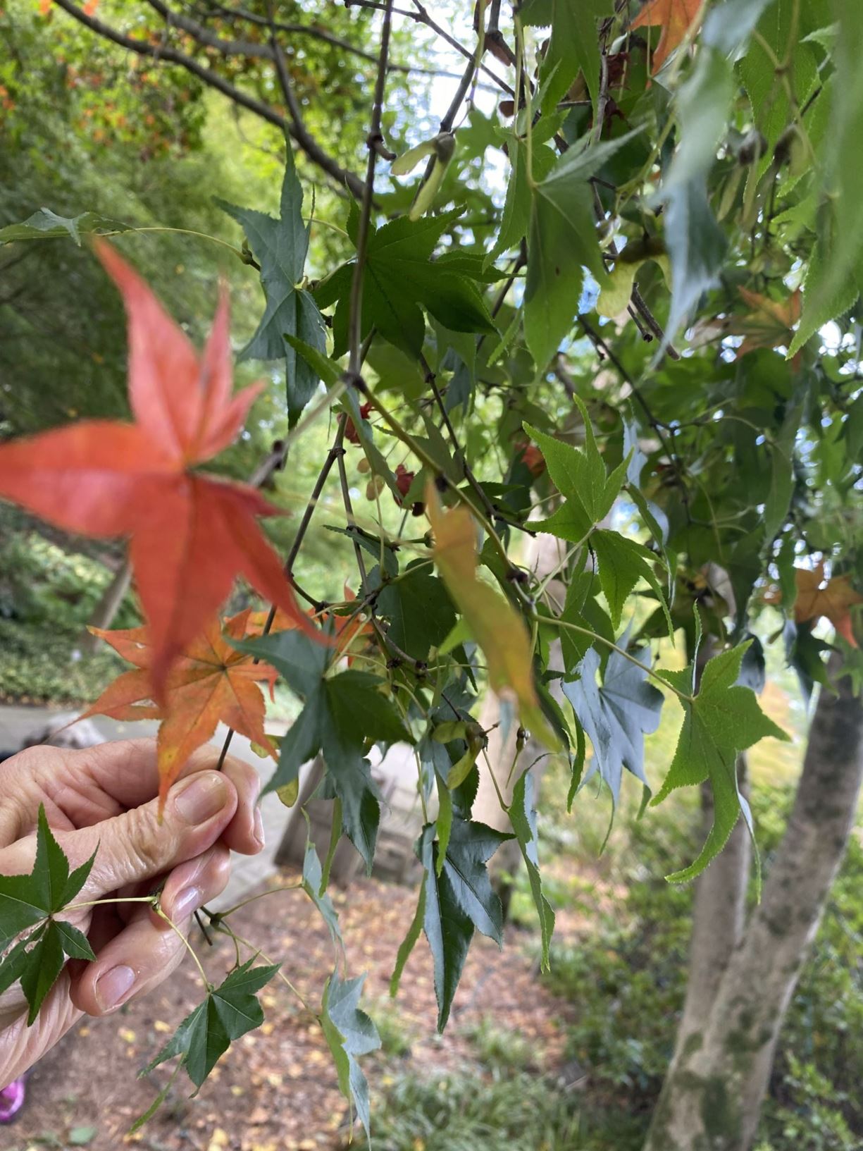 Acer palmatum 'Hogyoku' - Japanese maple