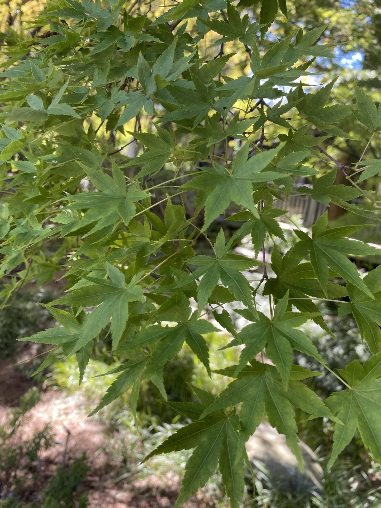 Acer palmatum 'Yatsubusa' - Japanese maple