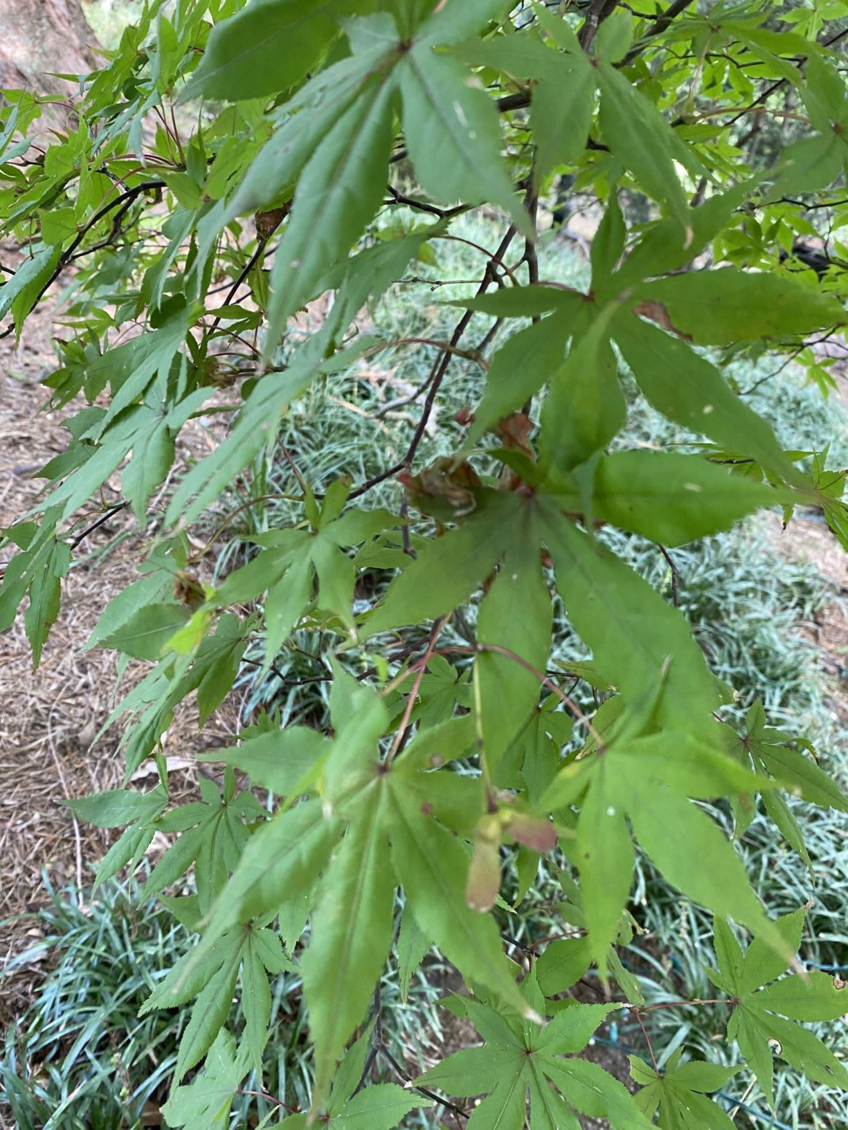 Acer palmatum 'Akegarasu' - Japanese maple