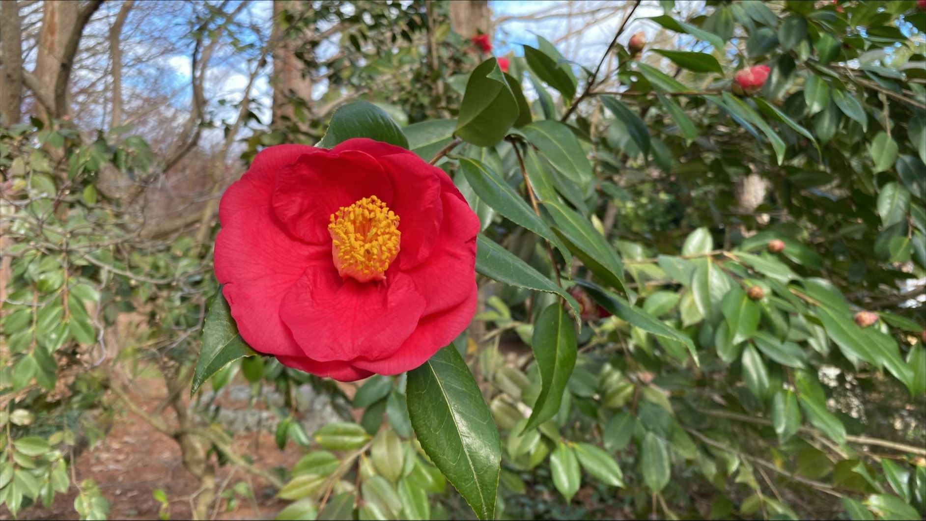 Camellia 'Royal Intrigue' - camellia