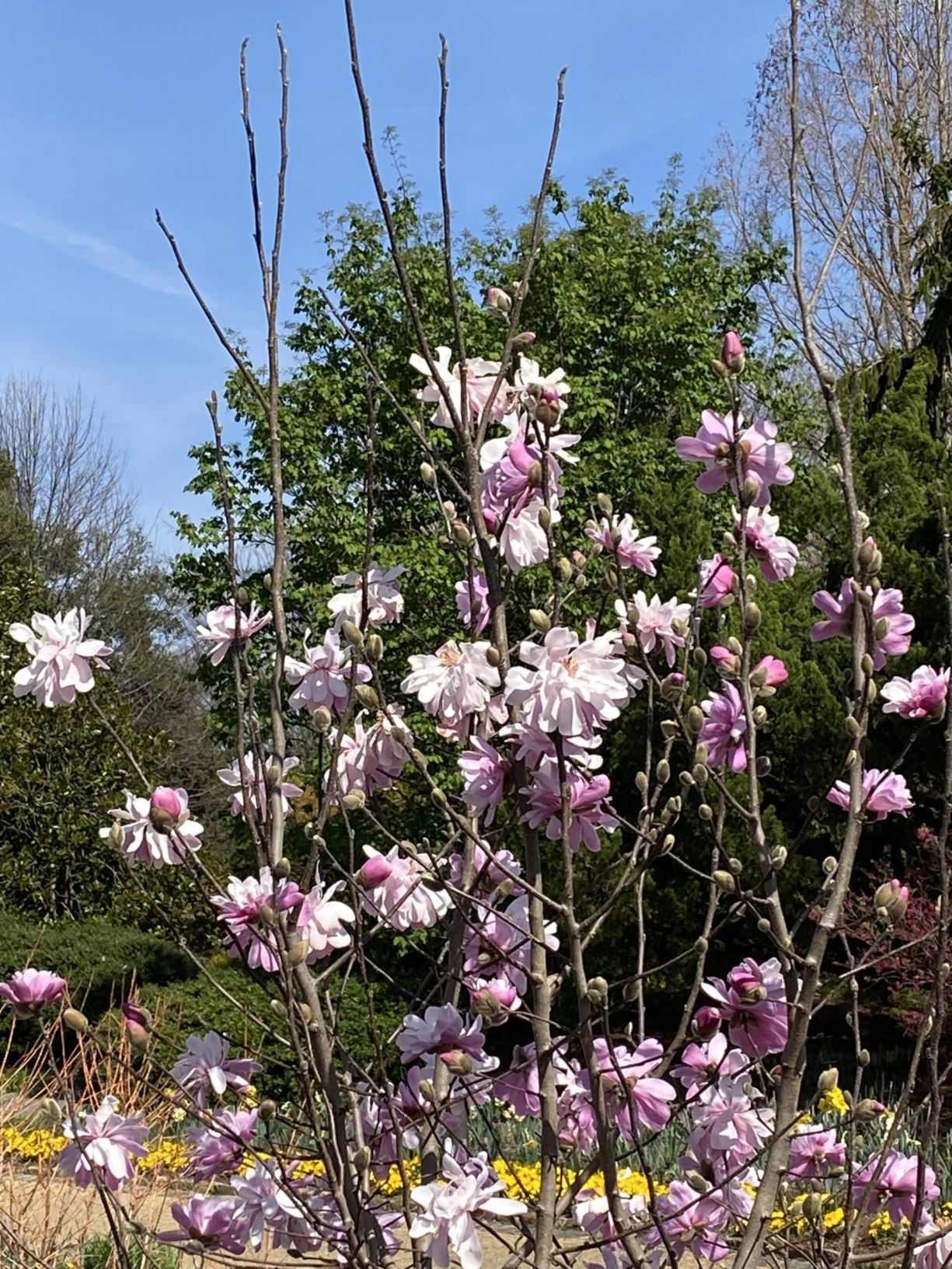 Magnolia 'Spring Petticoats' - hybrid magnolia