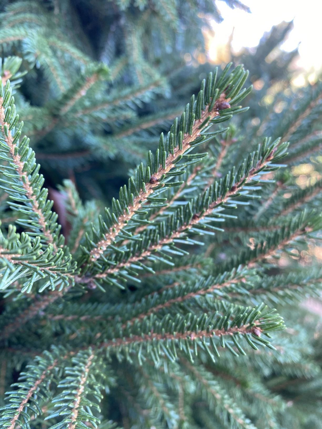 Picea orientalis 'Compacta' - Caucasian spruce