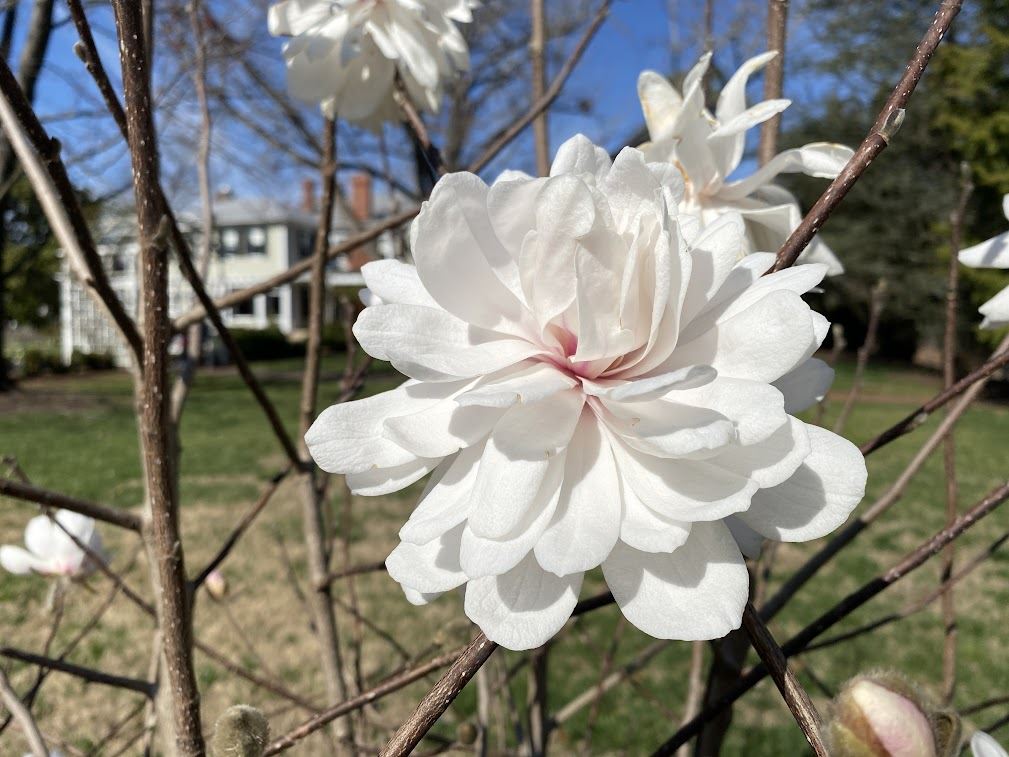 Magnolia ×loebneri 'Wildcat' - hybrid magnolia