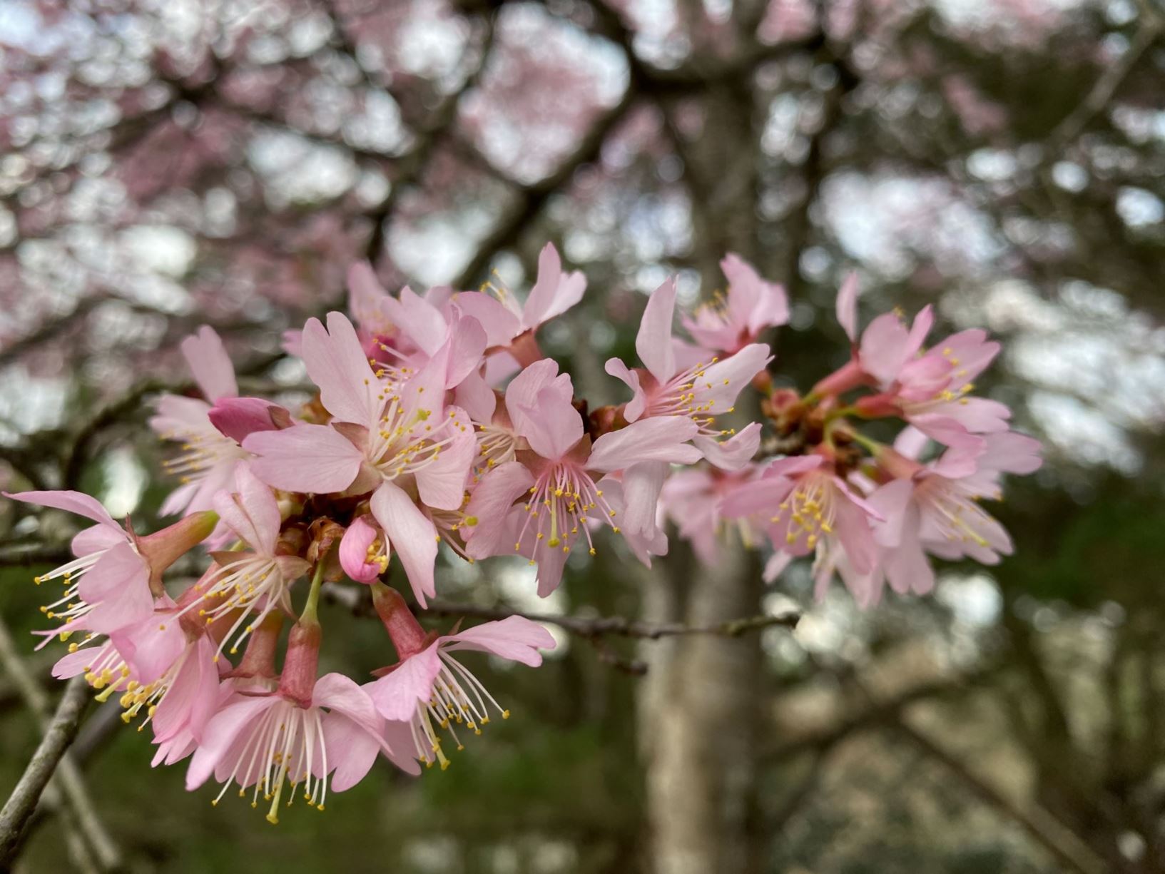 Prunus 'Okame' - bell-flowered cherry, Okame cherry