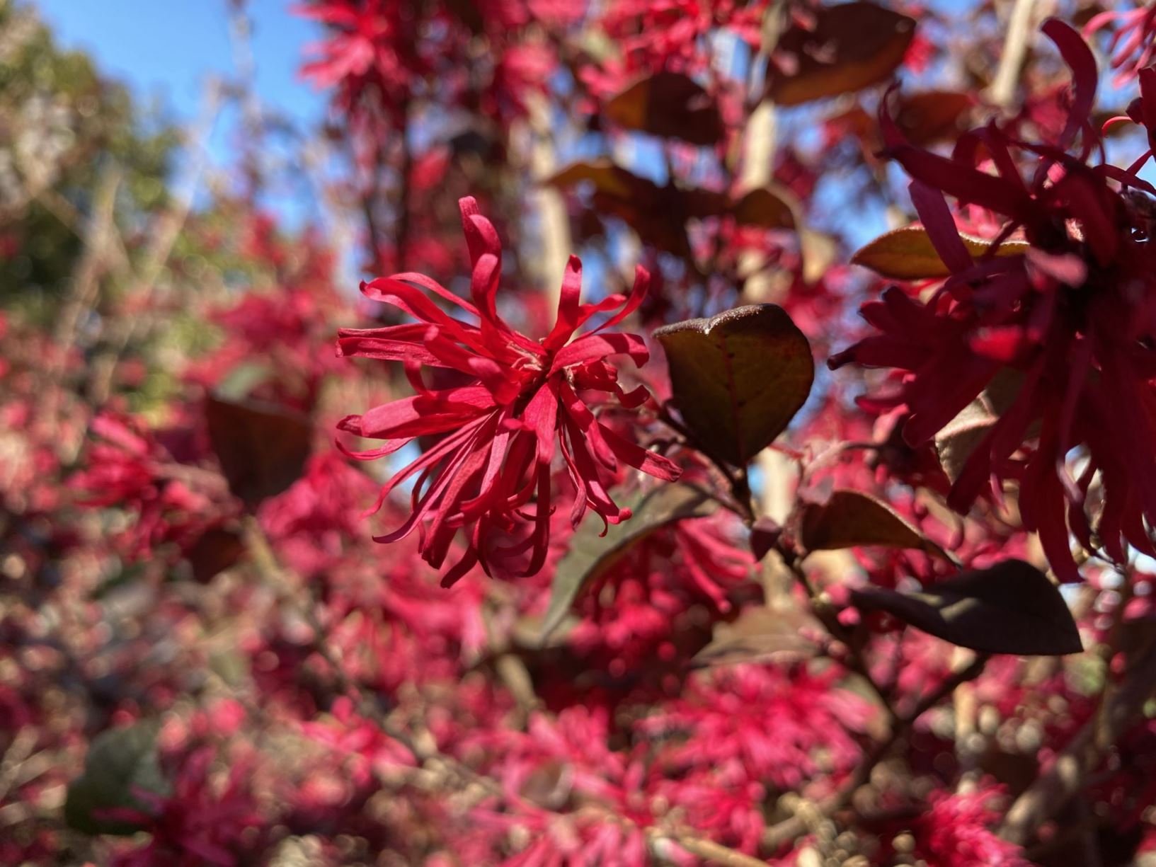 Loropetalum chinense 'Shang-Red' Red Diamond™ - fringe flower, loropetalum