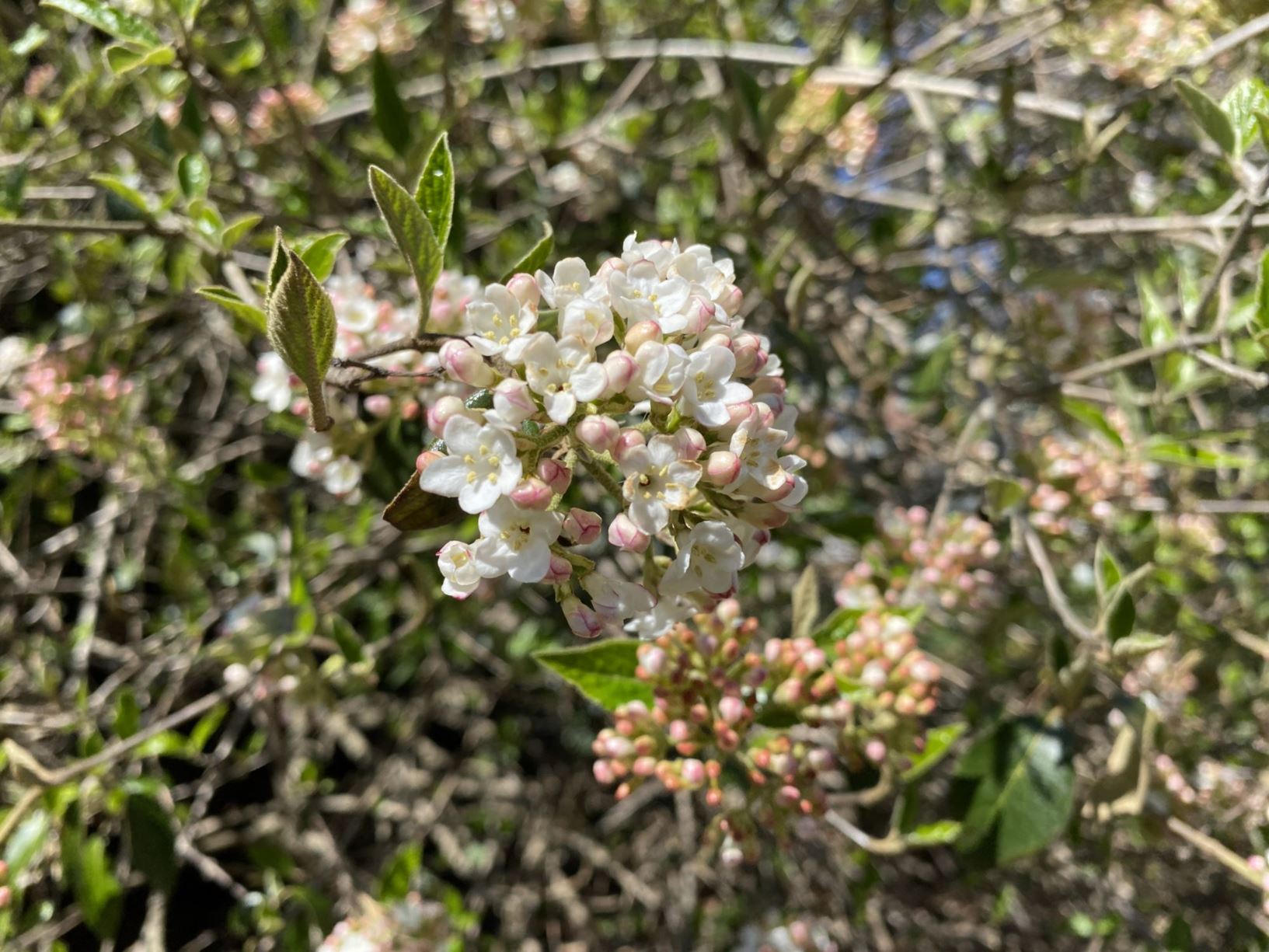 Viburnum × burkwoodii - Burkwood viburnum