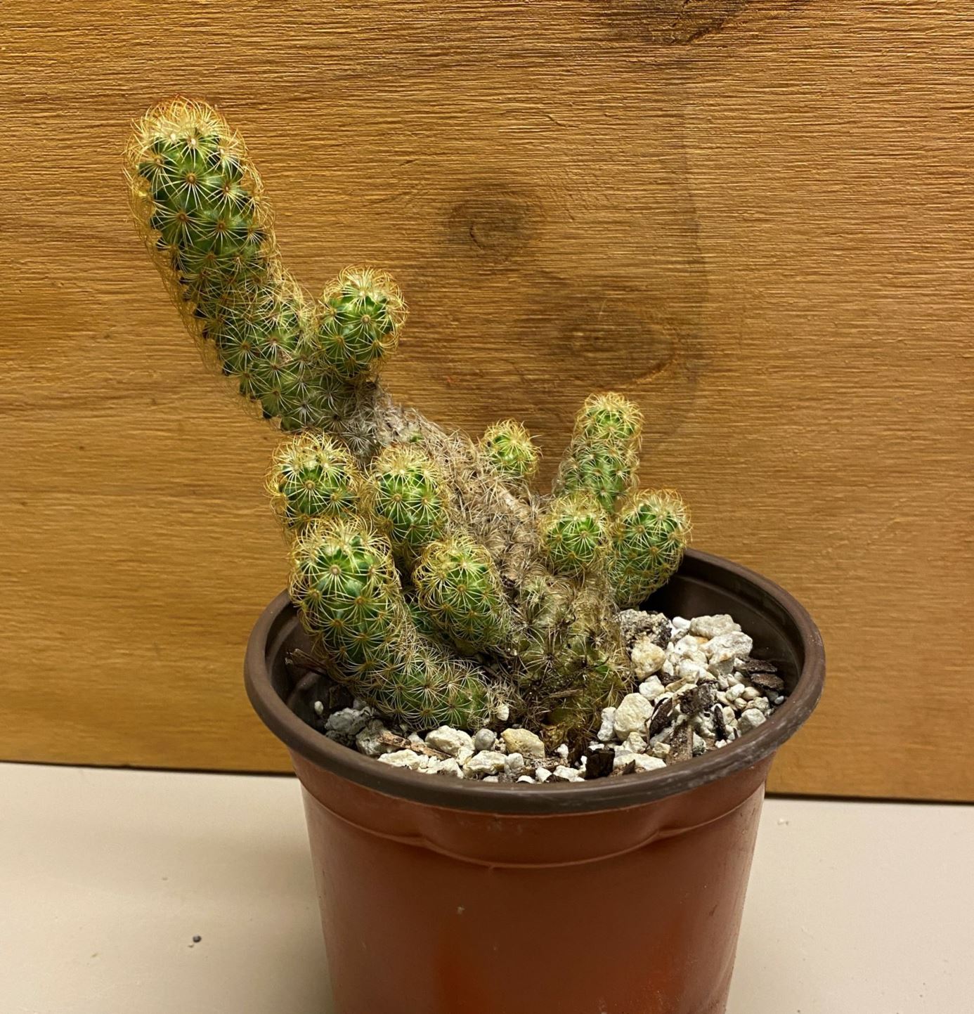 Mammillaria elongata - ladyfinger cactus