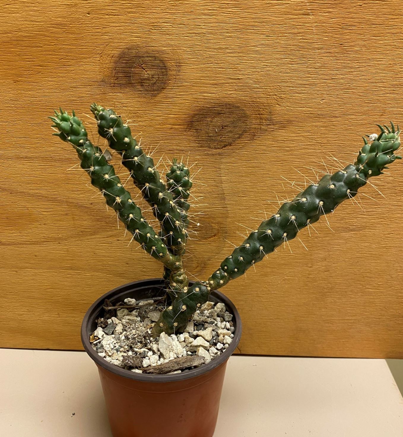 Cylindropuntia sp. - cholla cactus