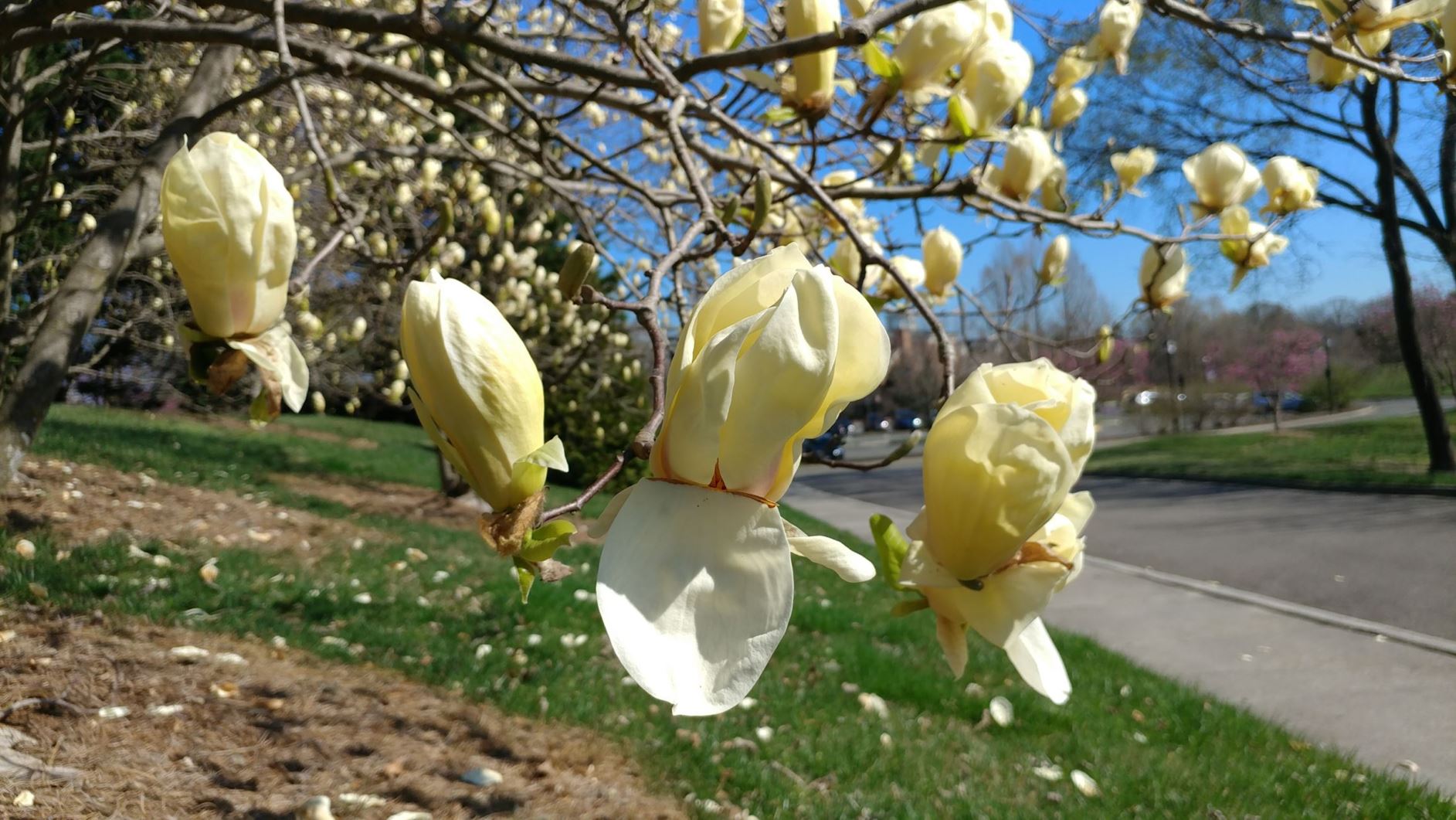 Magnolia hybrid - hybrid magnolia