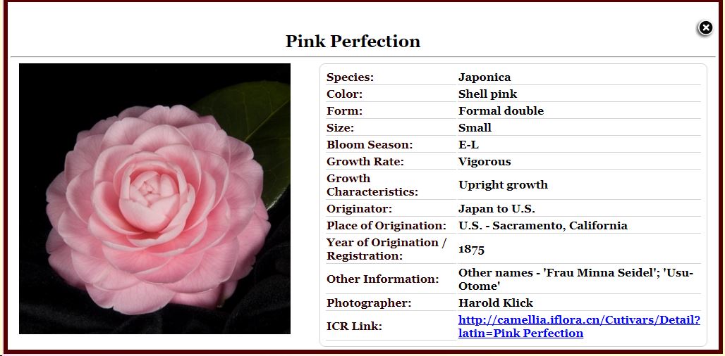 Camellia japonica 'Pink Perfection' - camellia