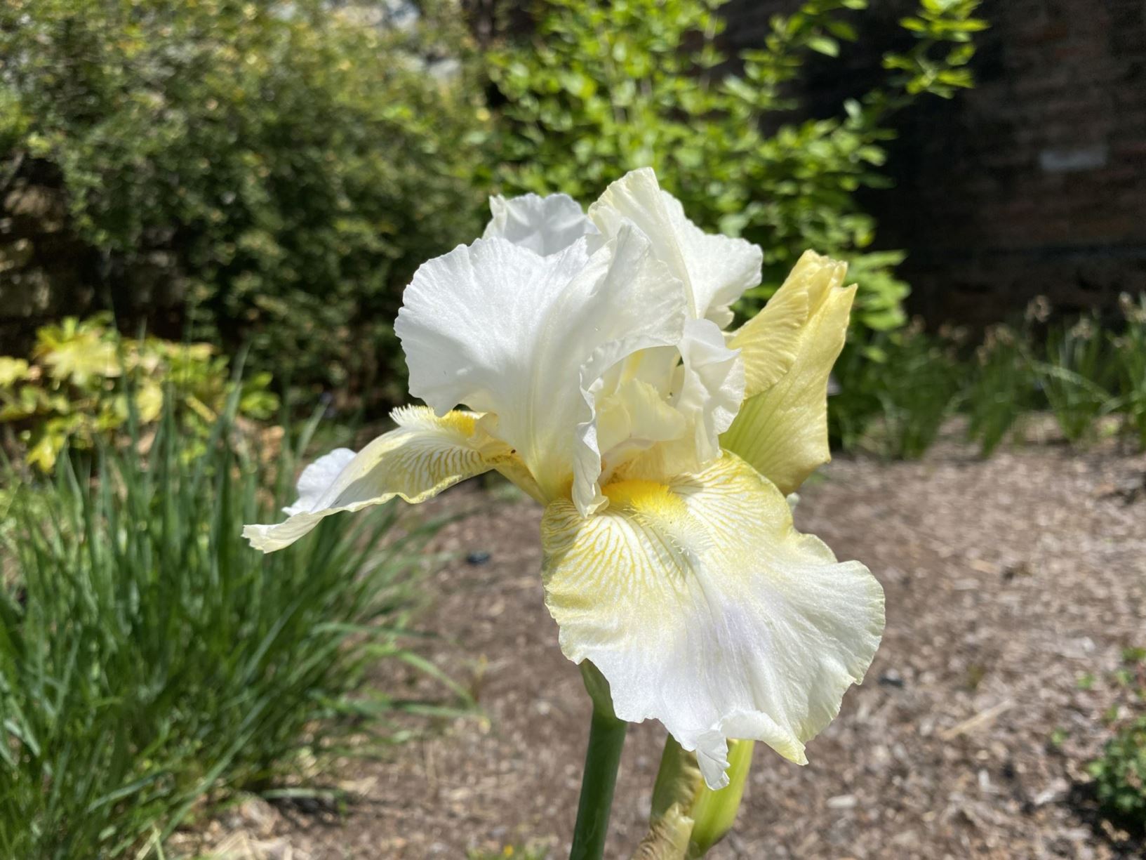 Iris 'Soda Fountain Shuffle' - tall bearded iris