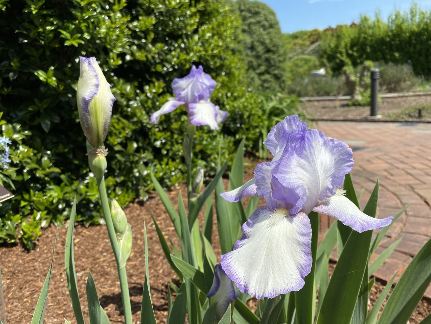 Iris 'Queen Dorothy' - tall bearded iris