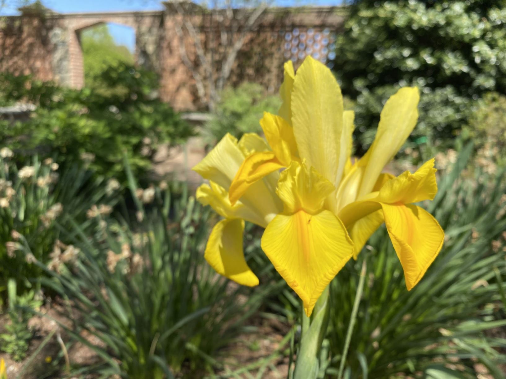 Iris 'Golden Beauty' - species hybrid iris